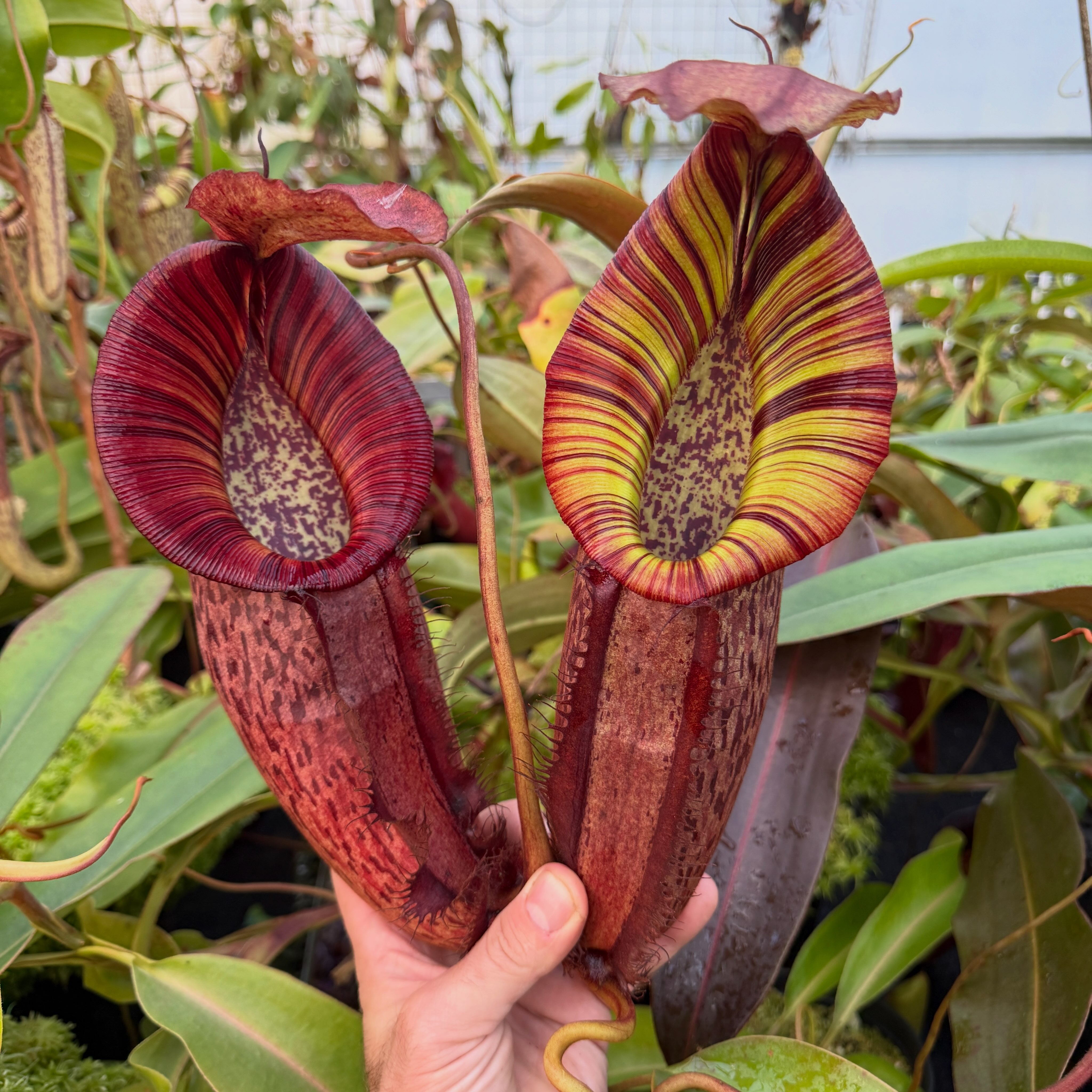 N. spectabilis x (northiana x veitchii) is another spectacular