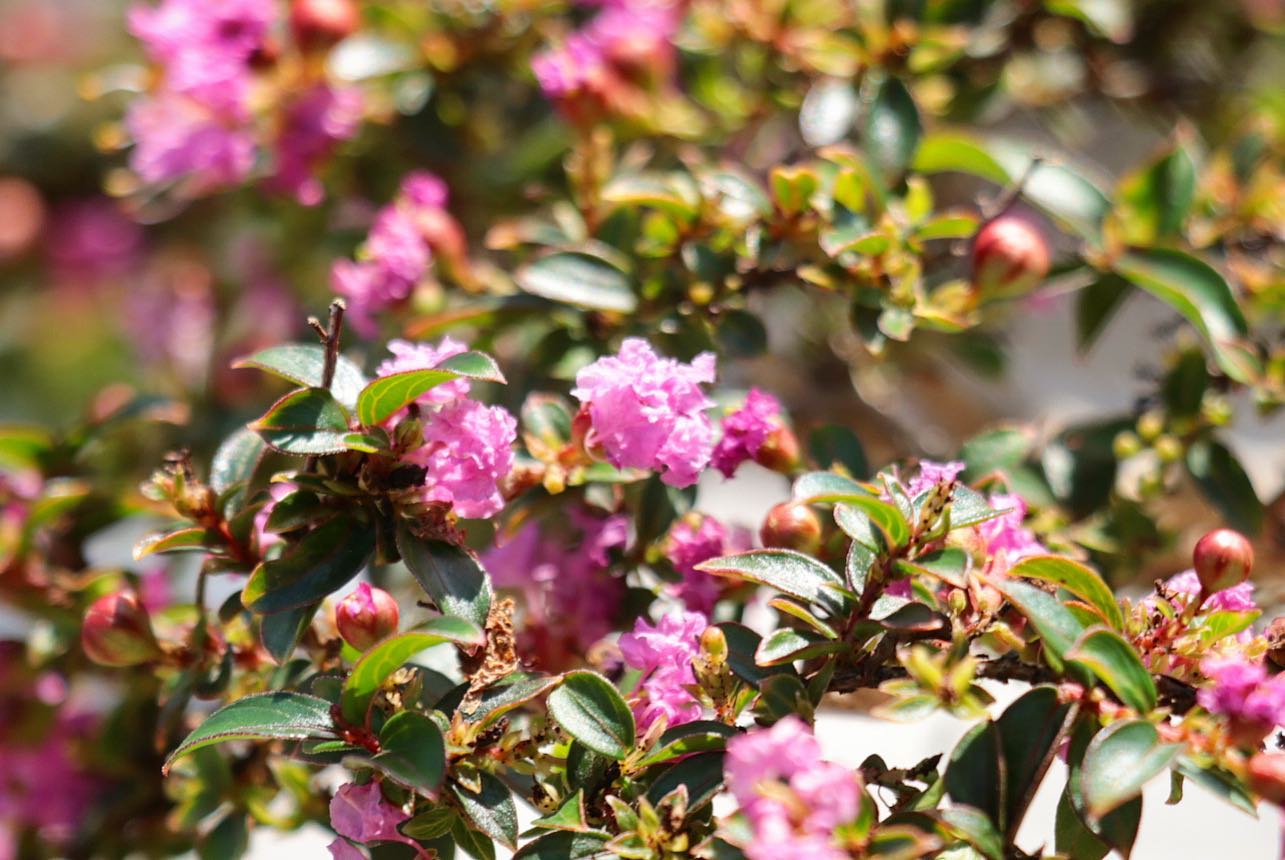 盆栽園 彩 Bonsai - サンタンカ(赤) 熱帯地域の樹です。 沖縄では