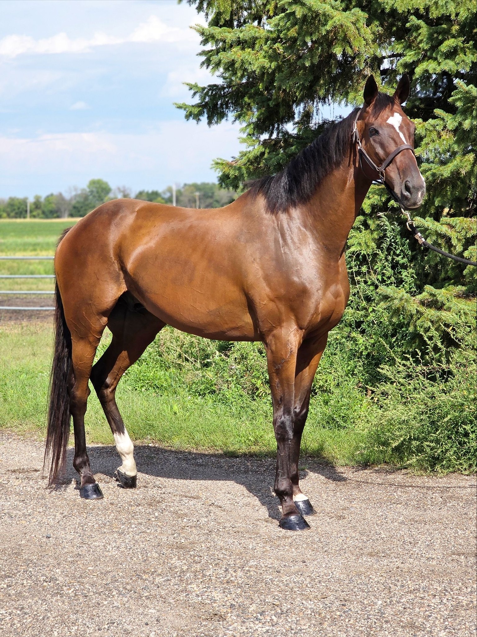 Working on this HANDSOME geldings listing right now!!! 🔥 17.2
