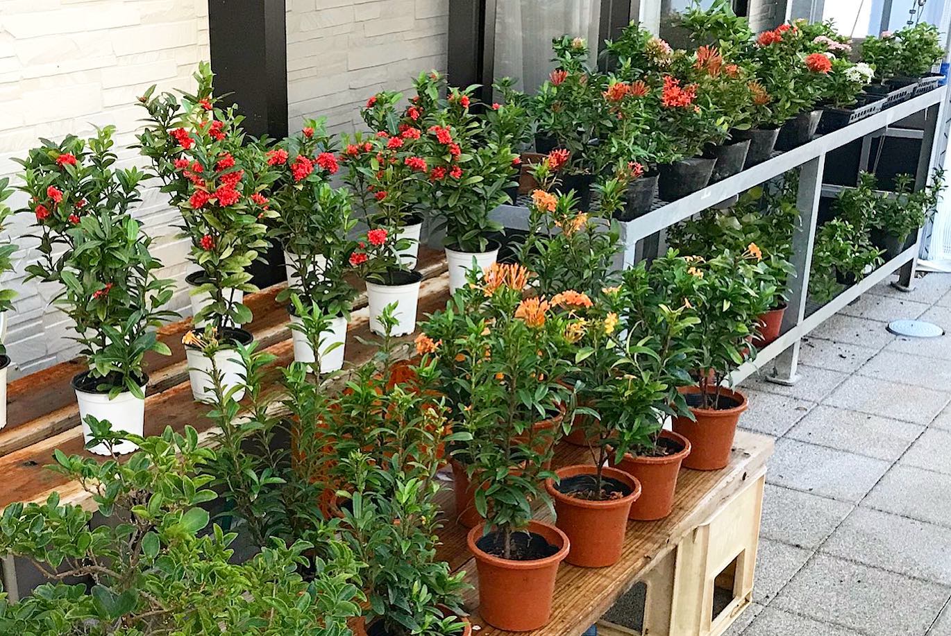 盆栽園 彩 Bonsai - サンタンカ(赤) 熱帯地域の樹です。 沖縄では