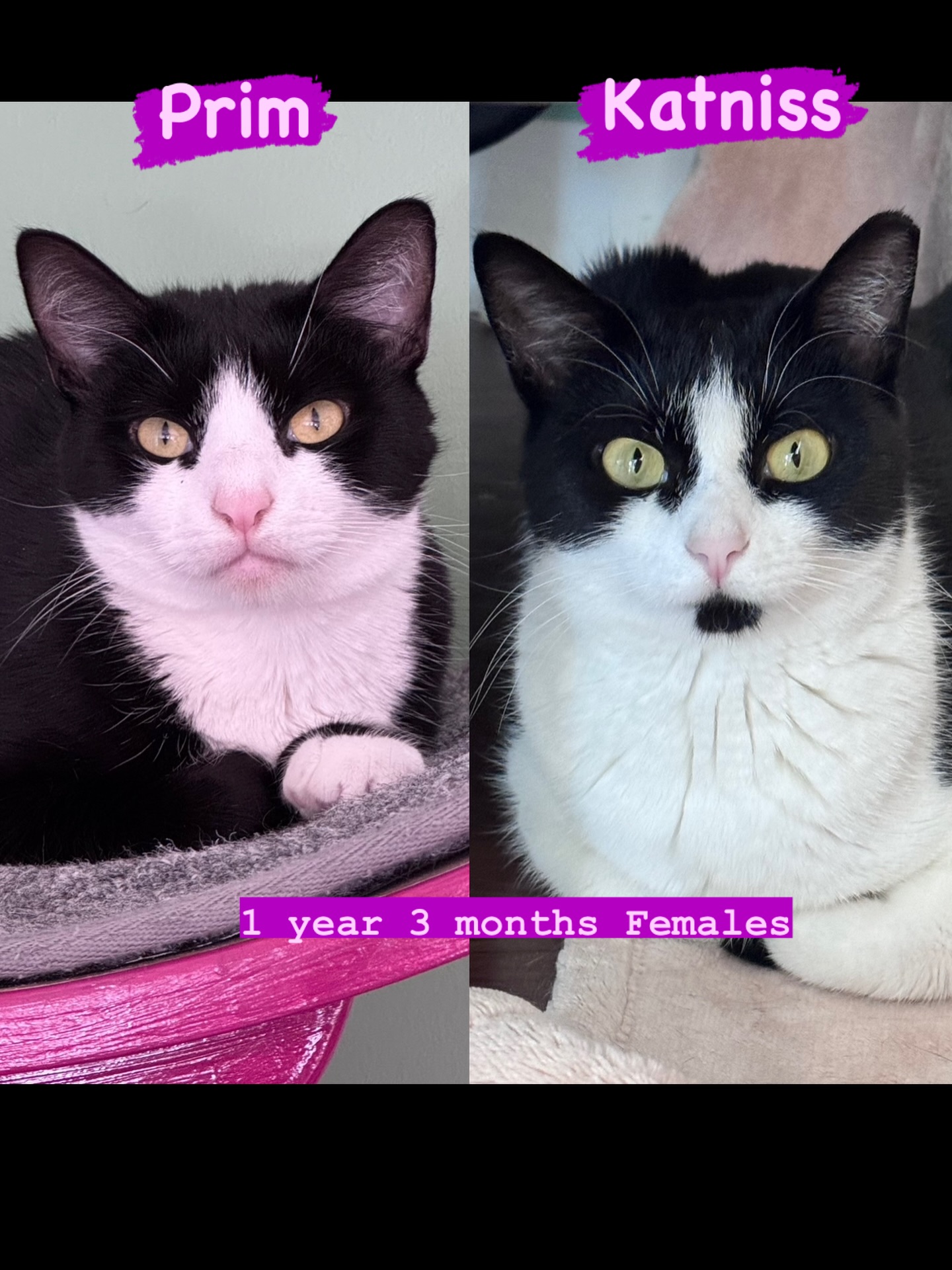Cat - It's time to intromewce our SECRET SISTERS! 👯‍♀️ Meet Prim and ...