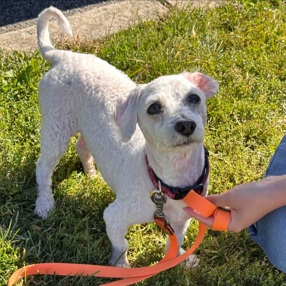 Somerset - Voss - a tiny, curly-haired gentleman waiting for a home