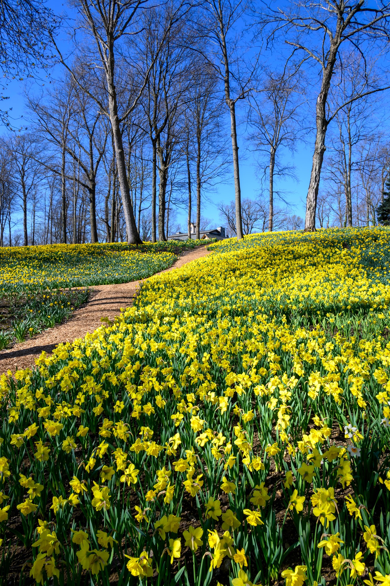 Daffodil house in Oakwood on Ridgeway Rd