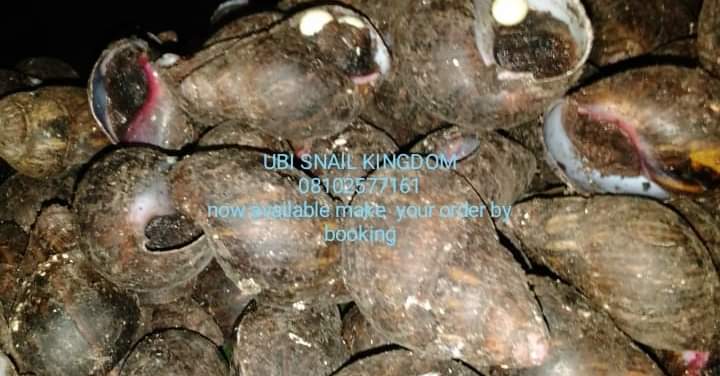 Ubi snail kingdom/distribution - STEP BY STEP PROCESS OF SLIME ...