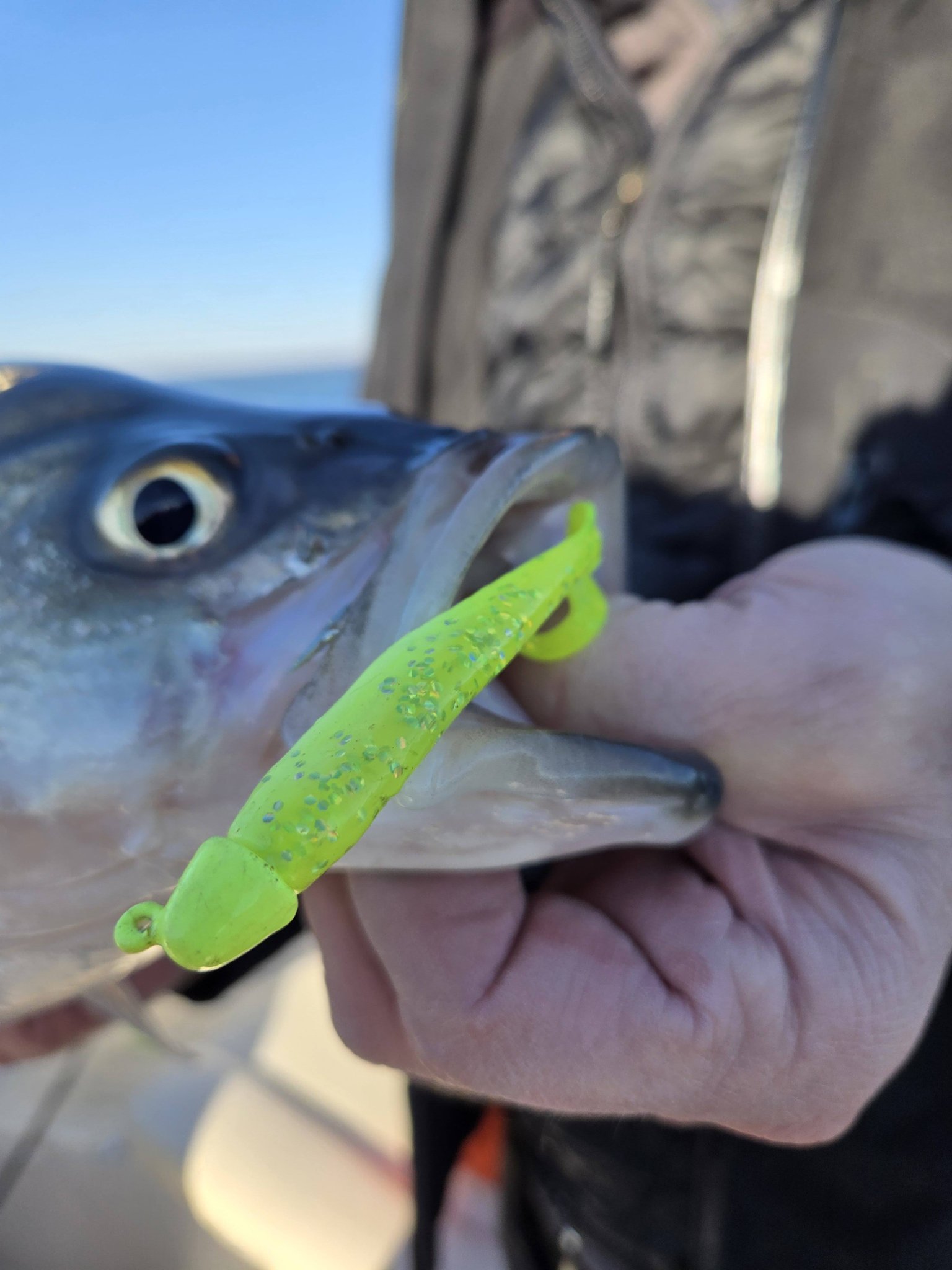 chicken of the sea fishing lures Bass Assassin Shad 4in Electric the Judo 130 is Color:Bloody Nickels ANTI-FLAG on Tour Now ice fishing jigs