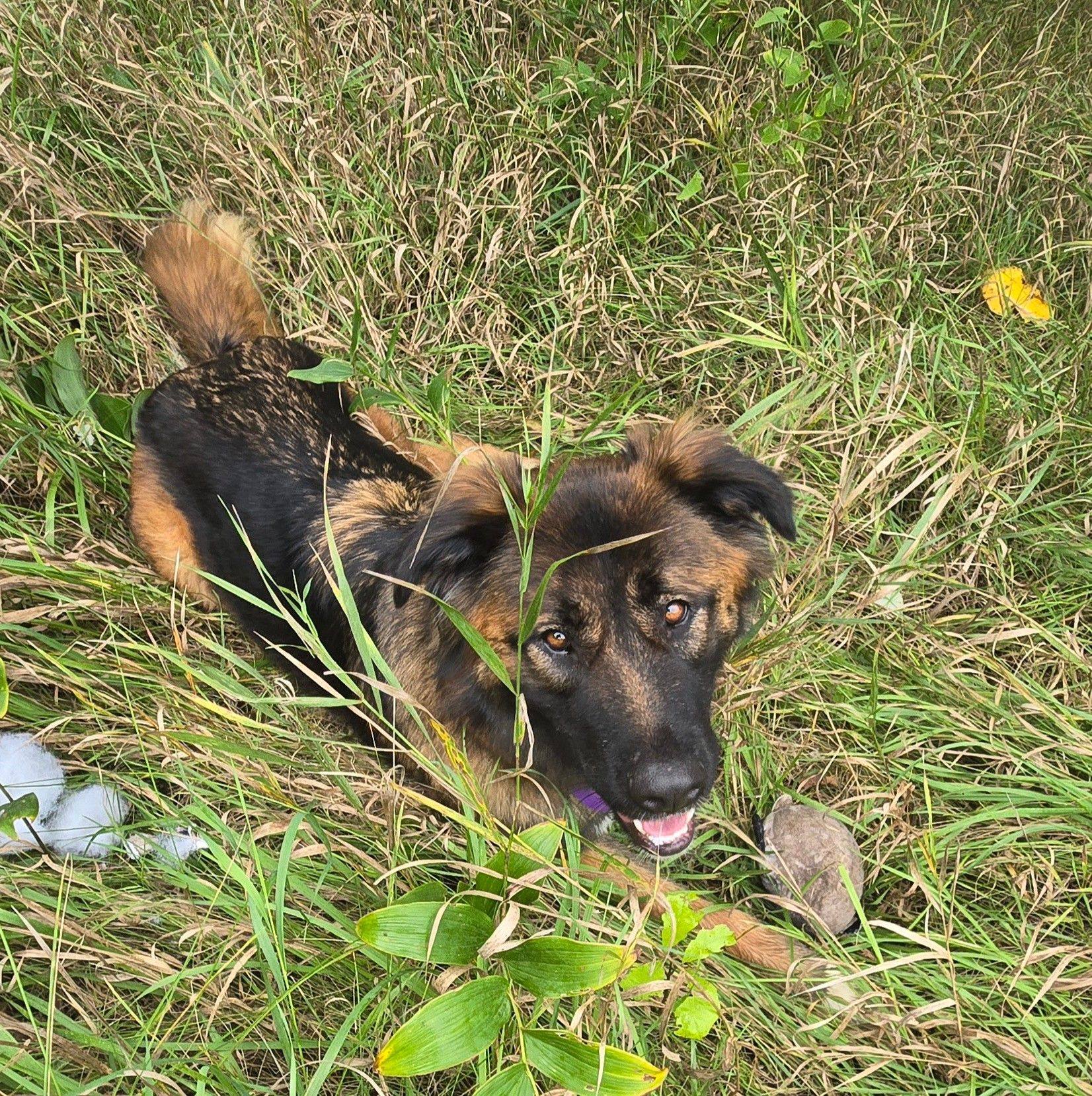 New dogs posted to website!!... - Brown Paws Dog Rescue | Facebook