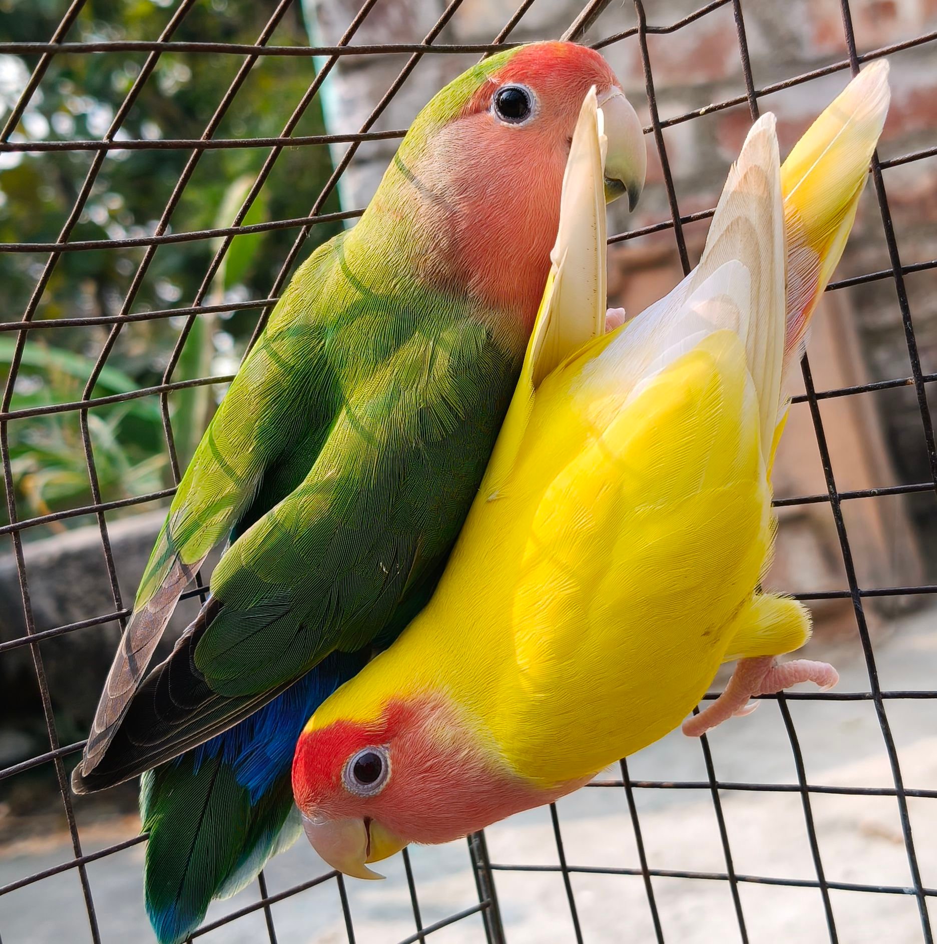 Love birds sound #FacebookPage | পাখি পালন