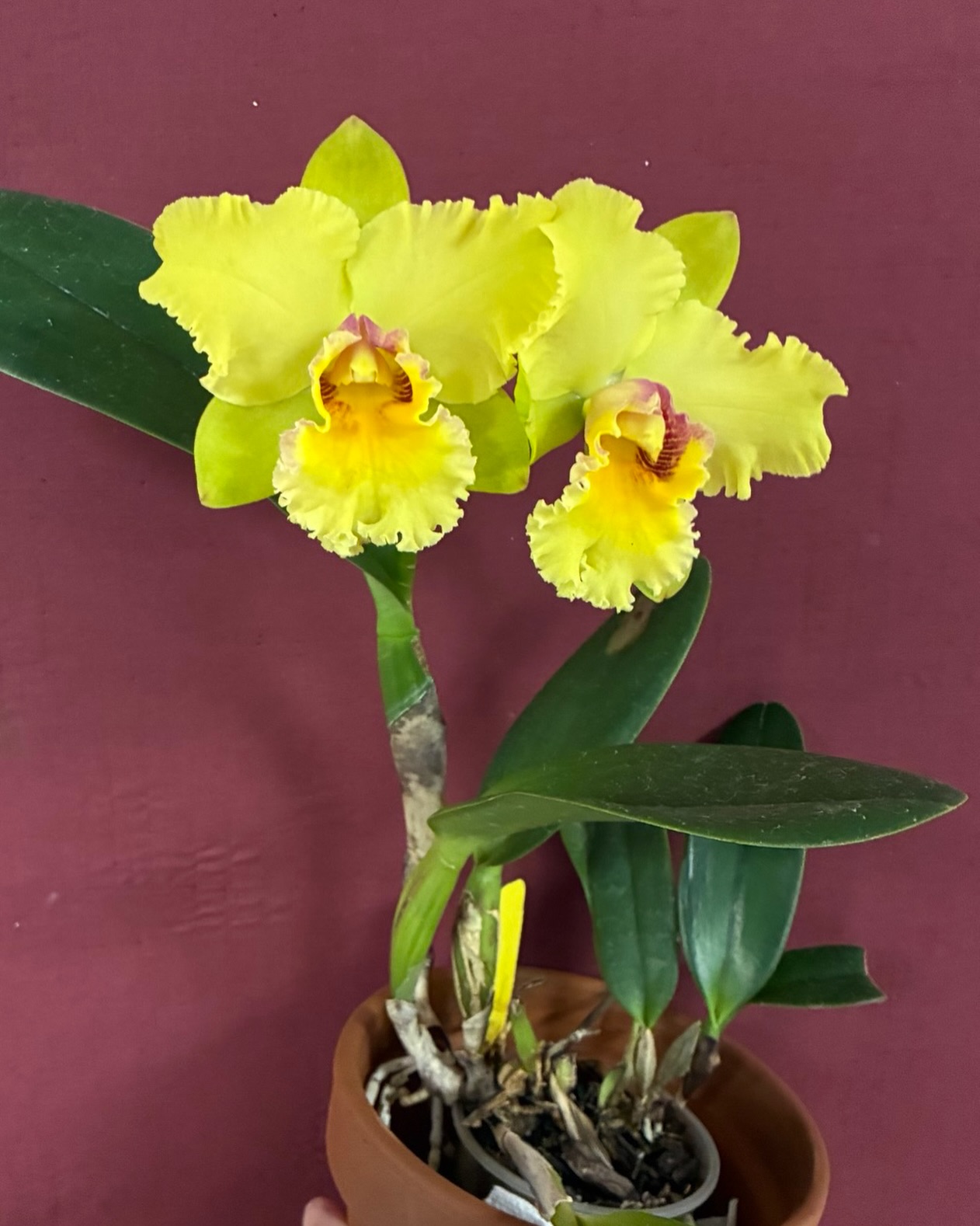 From the Delaware Orchid Society show table last night - Blc