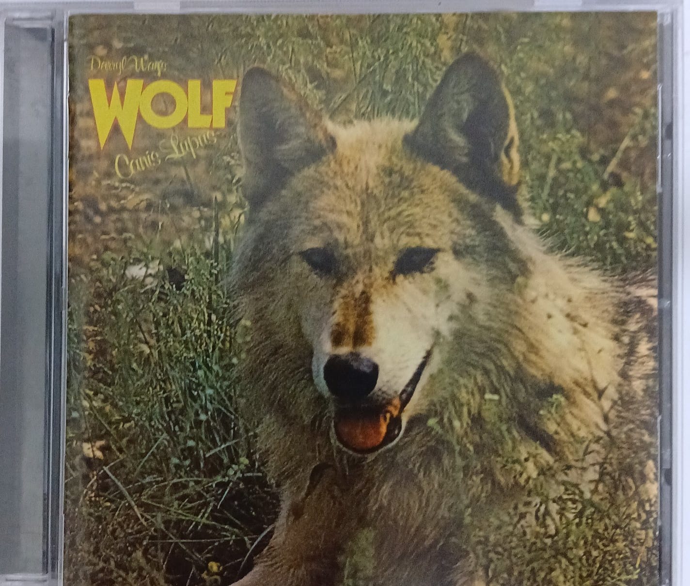 Darryl Way's Wolf- Canis Lupus