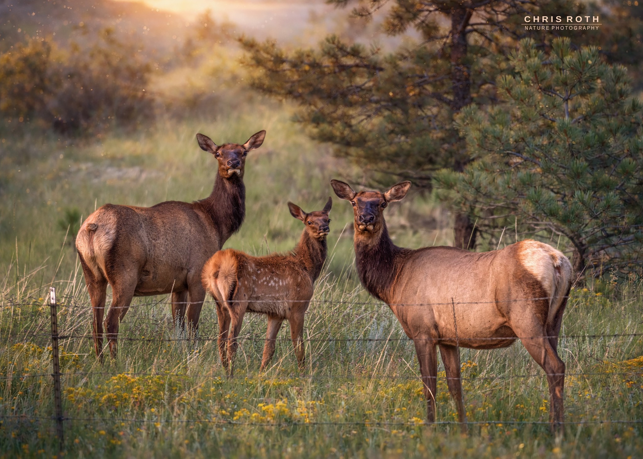 Chris Roth Photography