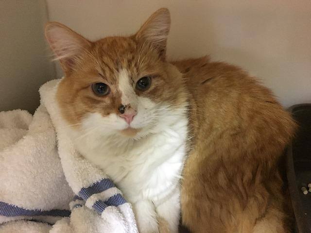 Happy #KissAGingerDay! The majority of ginger cats are male, because ...