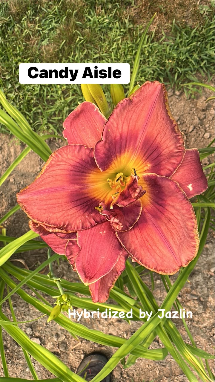 Barnes Creek Daylilies added a - Barnes Creek Daylilies