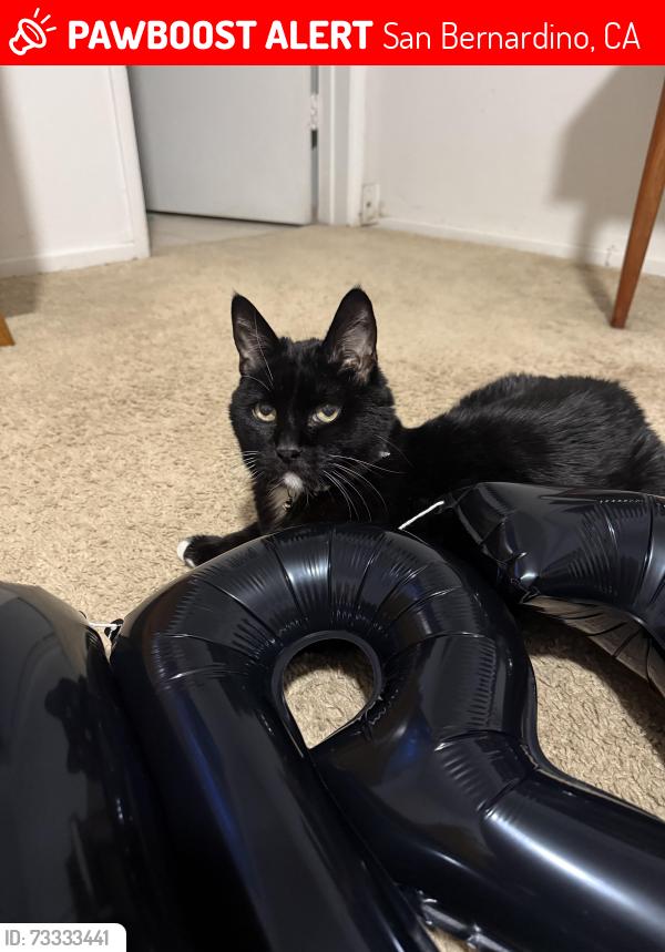 Lost tuxedo cat Ninja in San Bernardino, CA