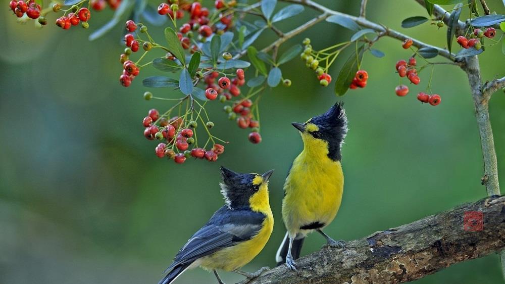 Nature Life Adorable Birds Good Morning To Facebook