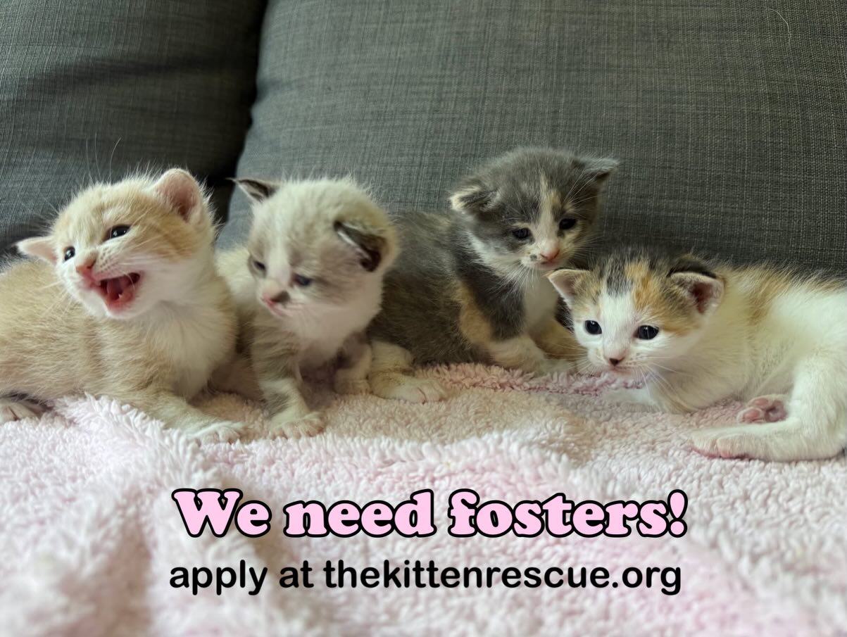 Frisky Cat Cafe | Saint Augustine FL