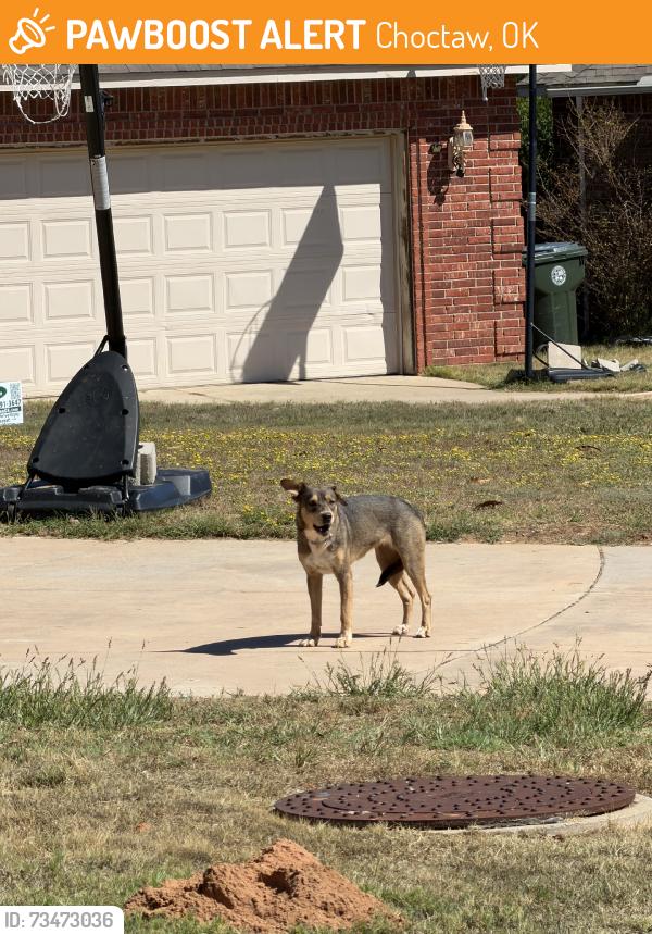 Found brown dog in Choctaw, OK