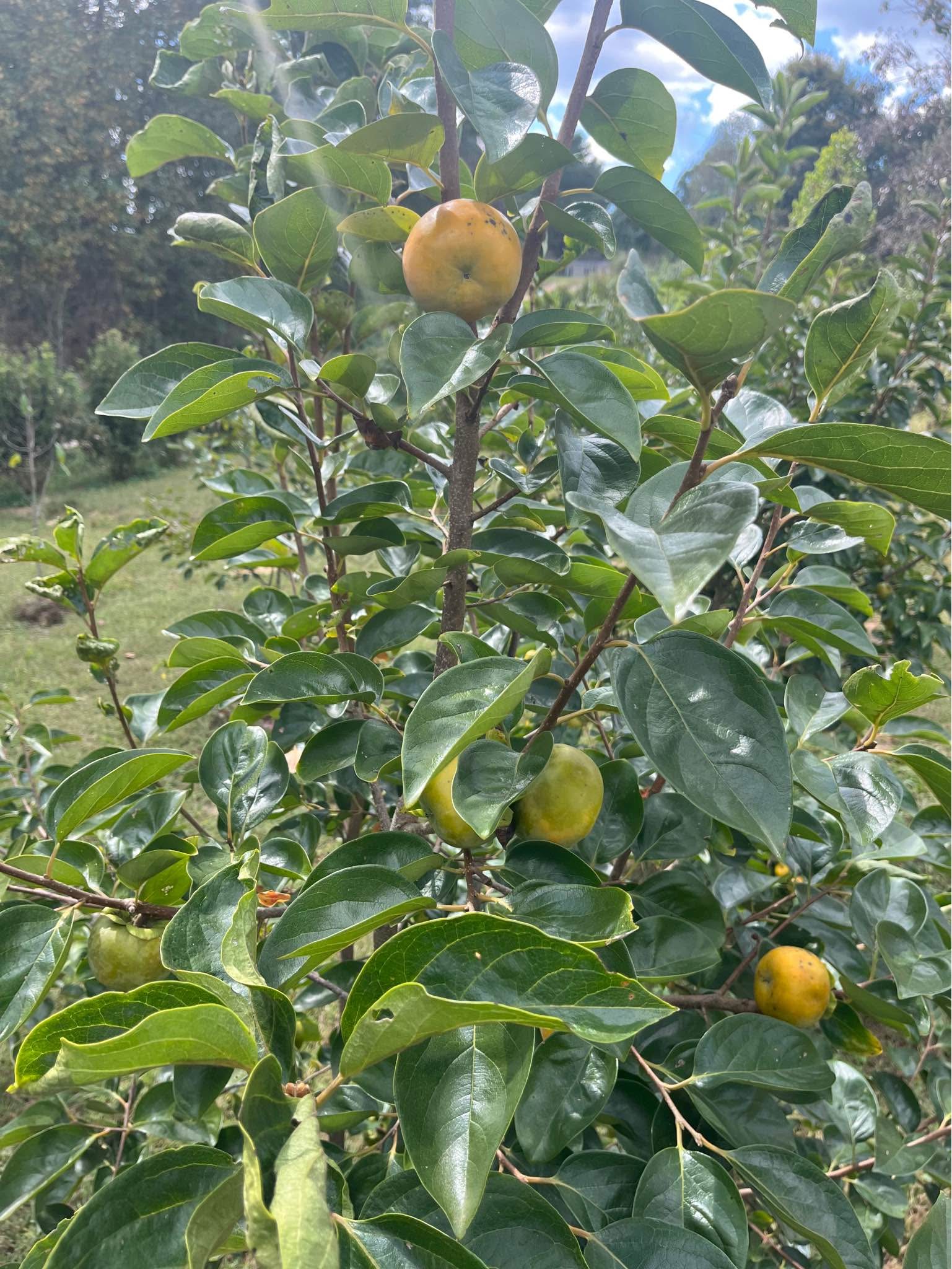 Fuyu persimmon tree 2-3 feet tall $40 each visit 1801 yorkmont road ...