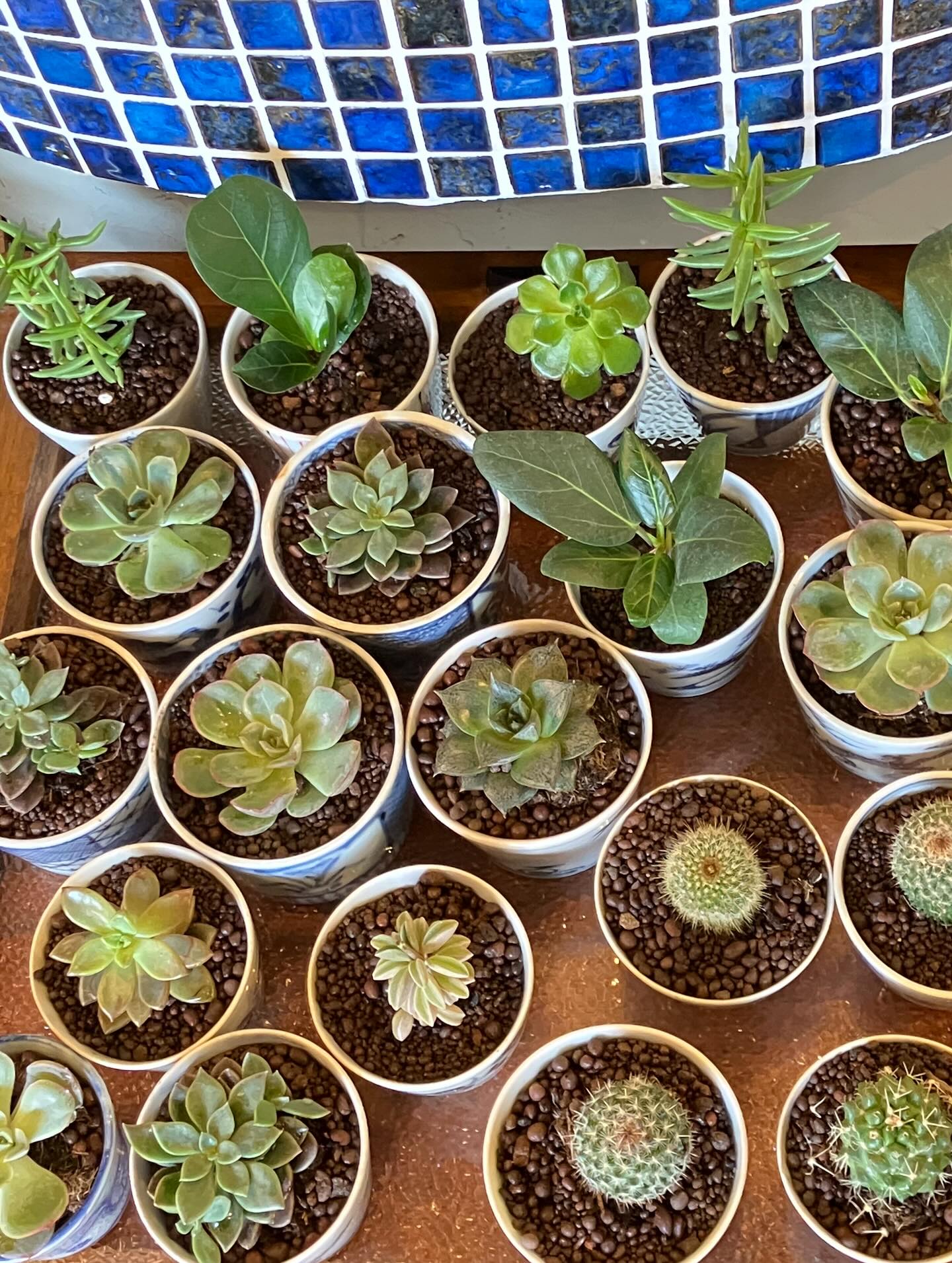 こんにちは。meguです♪ 【古道具×植物】 諸外国のビンテージ