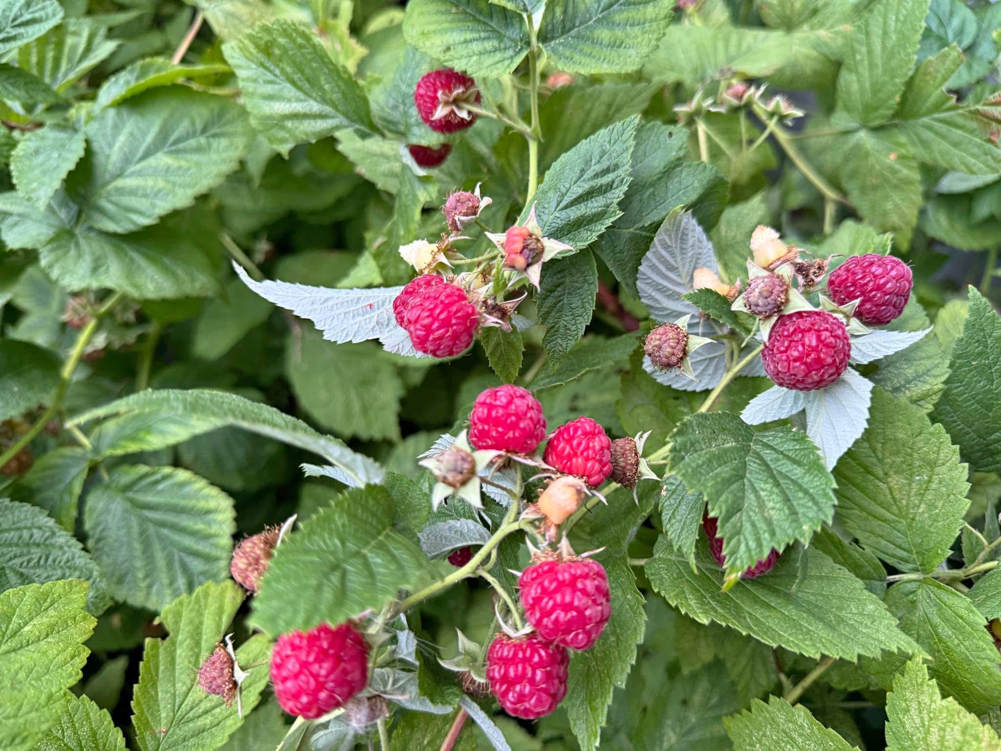 Raspberry Bushes/Plants - Plants & Seedlings - Blackfalds, Alberta ...