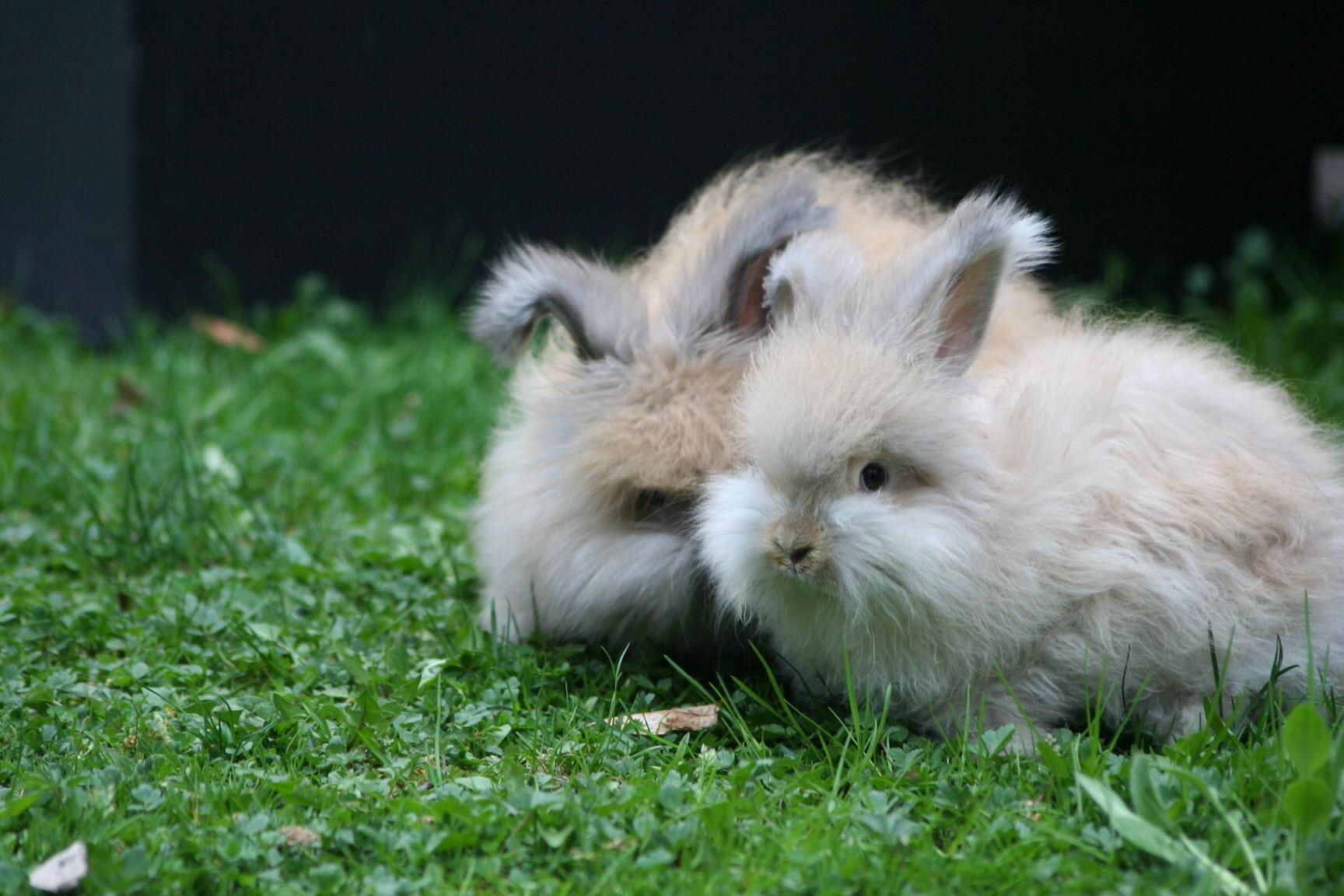 𝗥𝗮𝗯𝗯𝗶𝘁 | 𝗝𝘂𝗺𝗽 𝗟𝗶𝗸𝗲 𝗮 𝗖𝗵𝗮𝗺𝗽𝗶𝗼𝗻 🐰 🐰 Jumping into happiness! 🚀 Bunny got ...