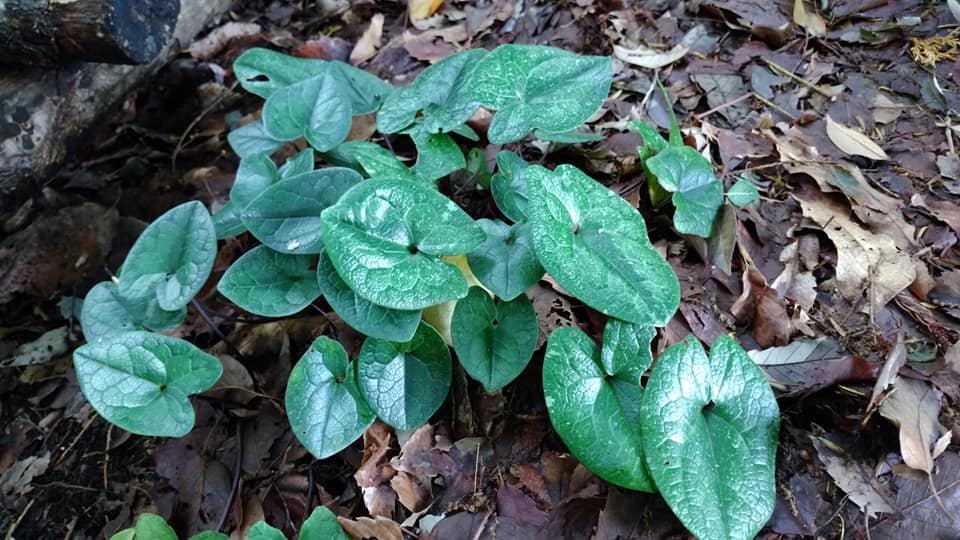 施設内に自生している絶滅危惧種 タマノカンアオイです 社会福祉法人まちだ育成会こころみ Facebook