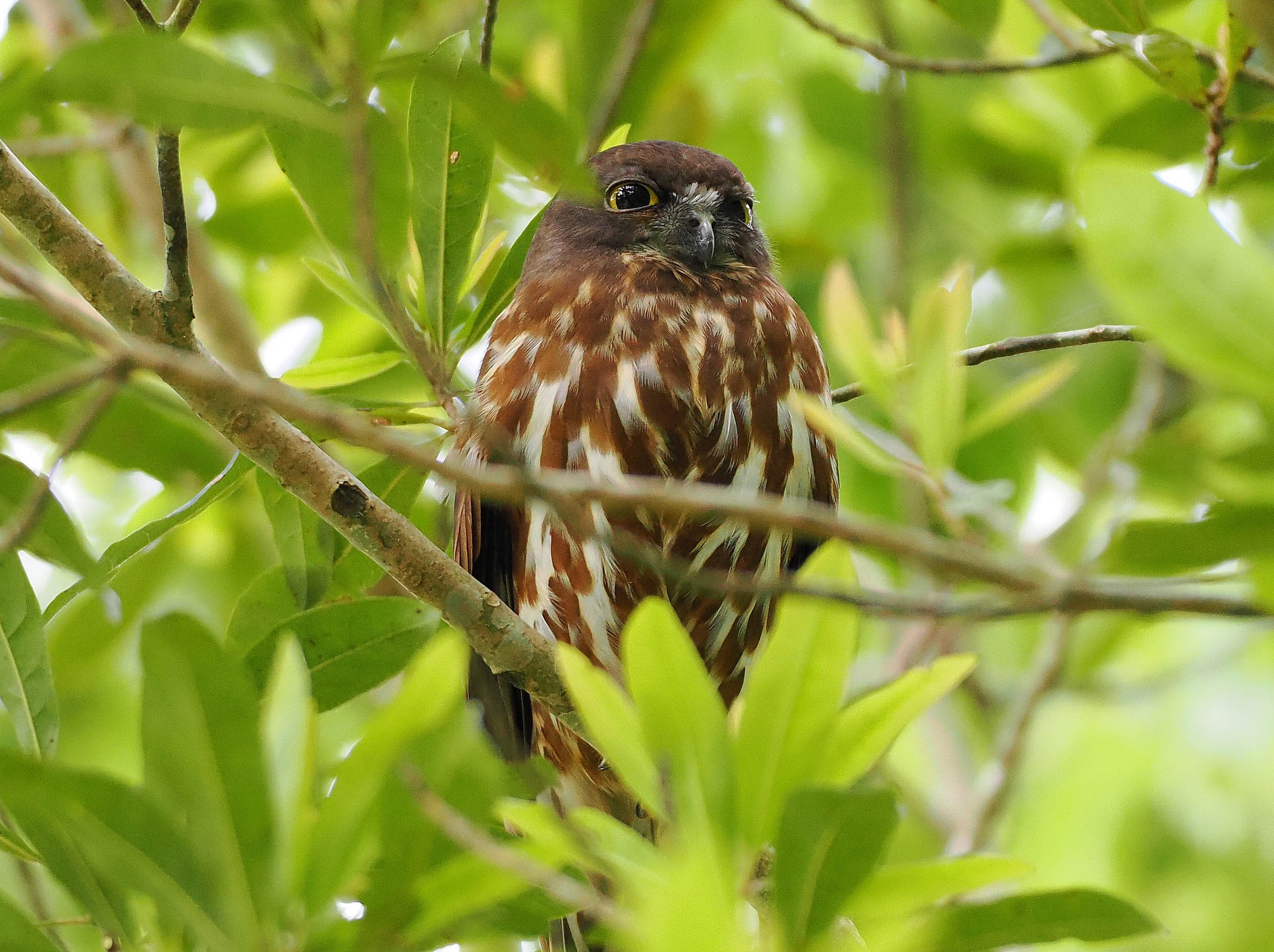 今年も出会えました アオバズクに 2026.6.10 大阪府河内長野市 OM-1