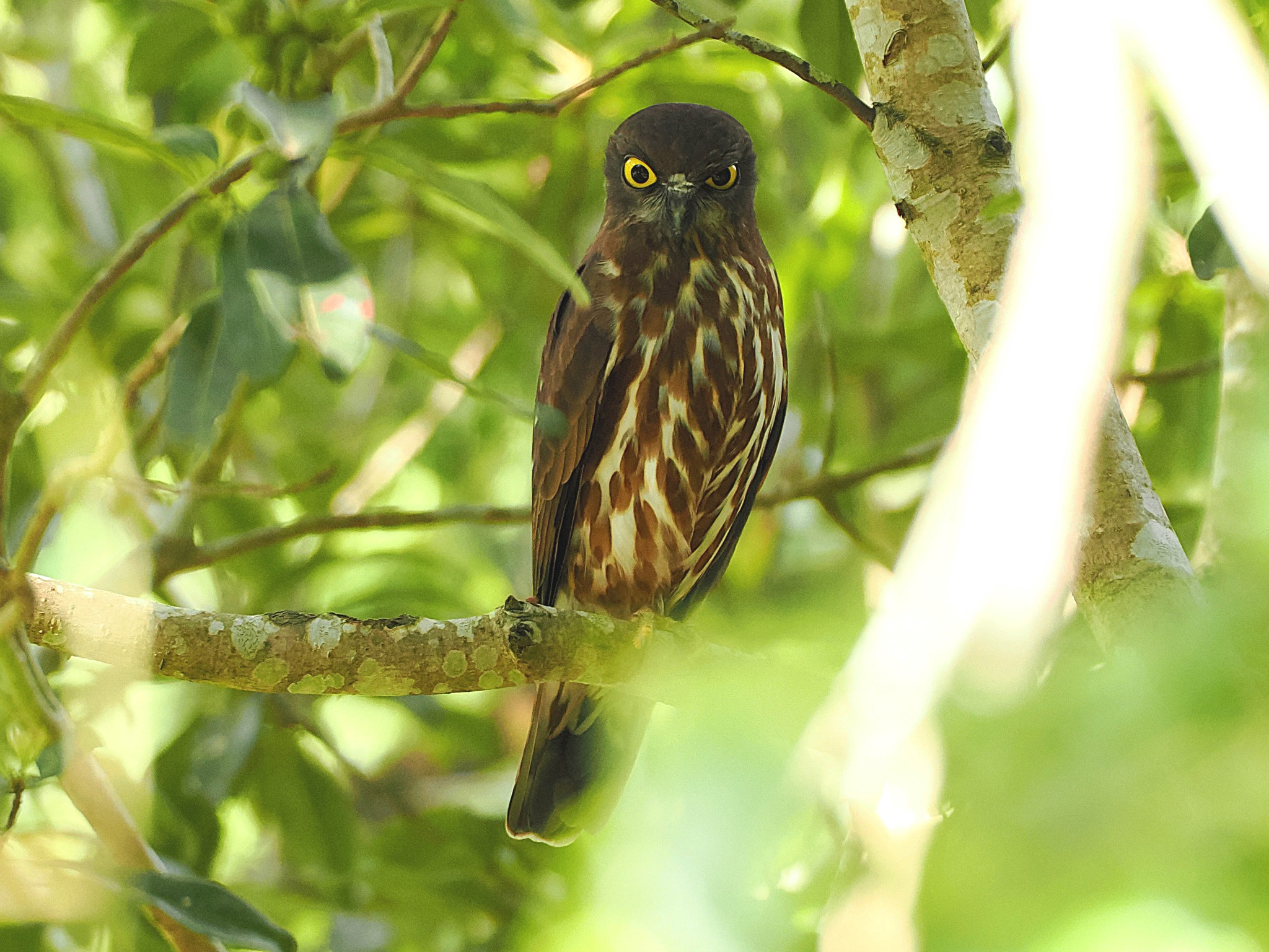 今年もアオバズク来る❢ 2024.6.2 今年も出会えました アオバズクに 2026.6.10 大阪府河内長野市 OM-1