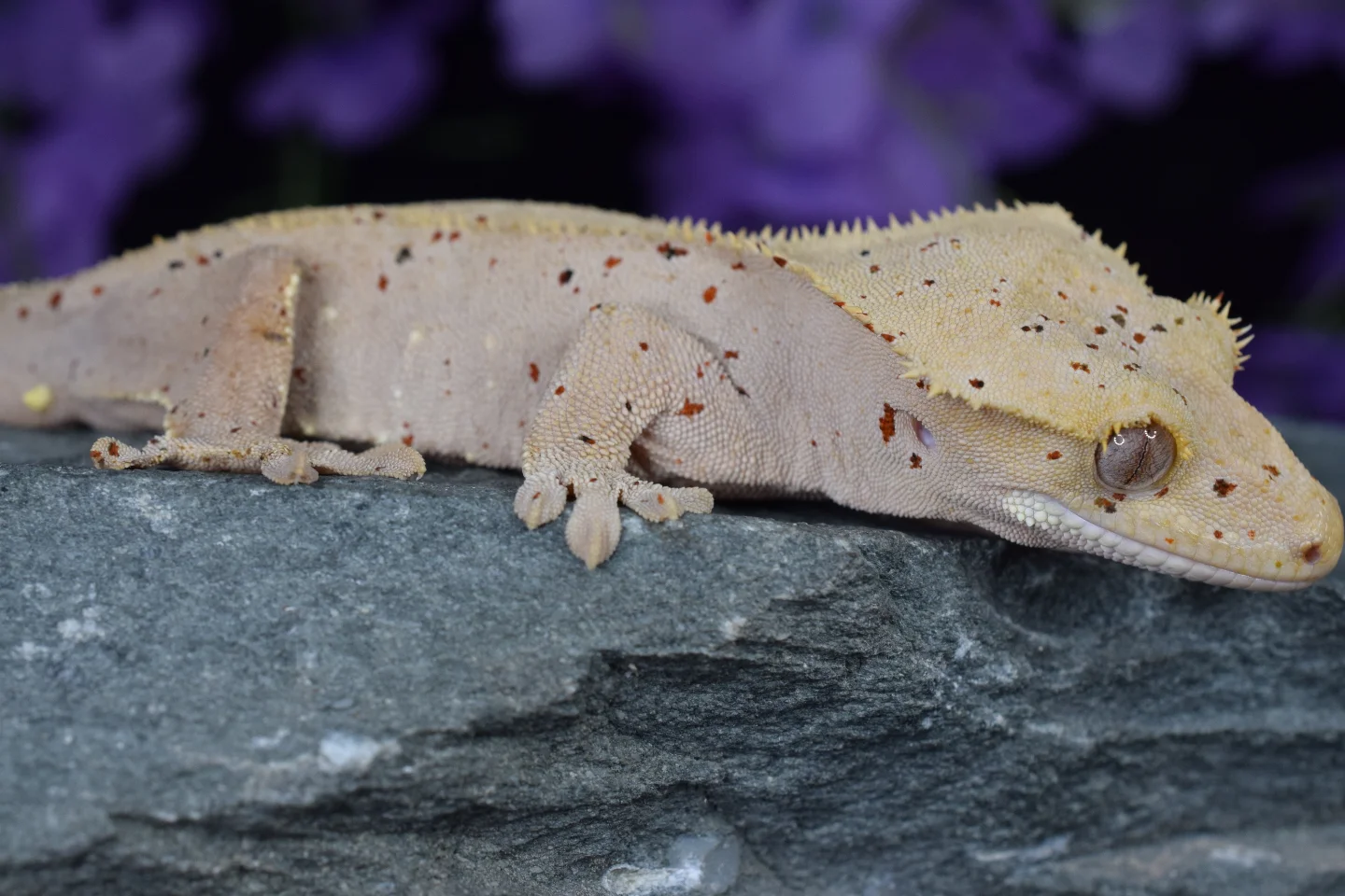 Gecko Loco Exotics