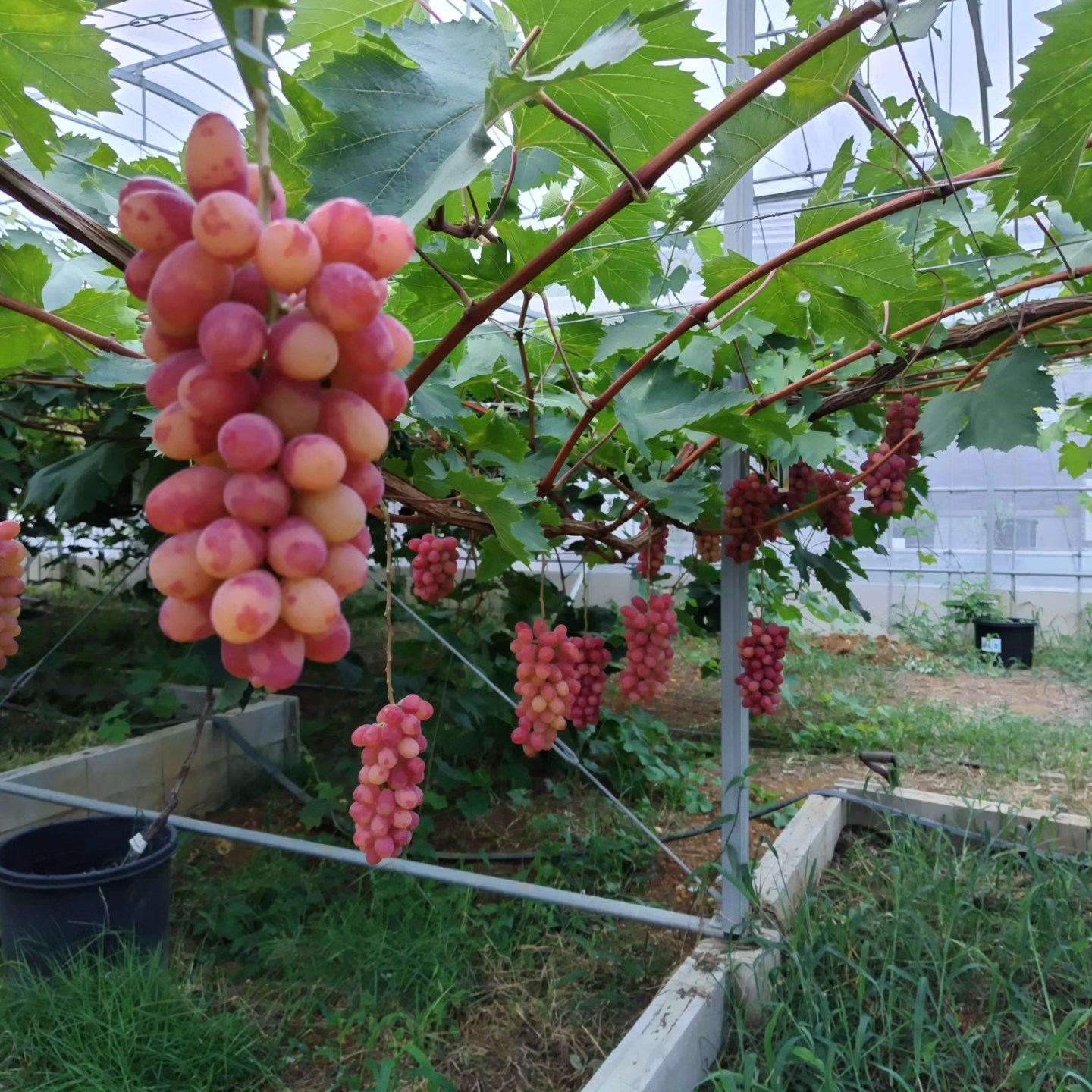 ぶどう の おうち