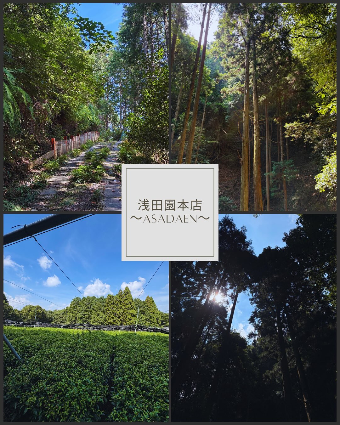 緑茶発祥の地京都宇治田原町 浅田園本店... - 緑茶発祥の地京都宇治田原町 浅田園本店 茶園観光インバウンド可