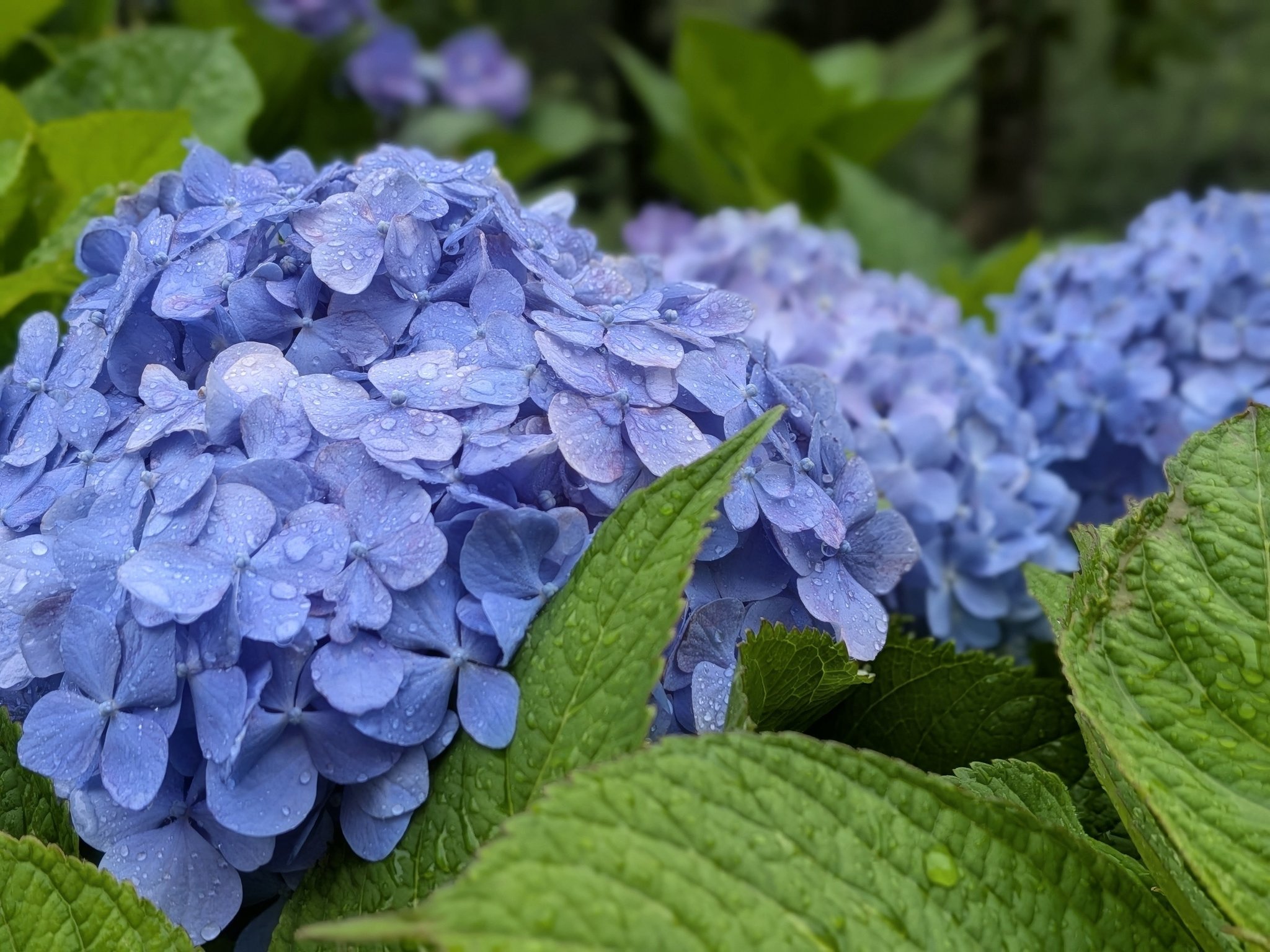 雨の横山」 色とりどりの紫陽花が横山を彩ります