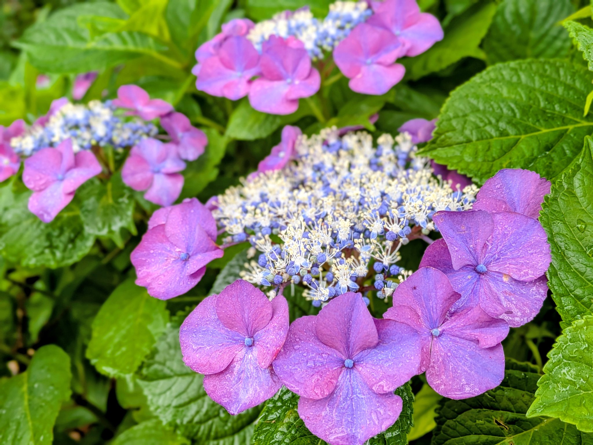 雨の横山」 色とりどりの紫陽花が横山を彩ります