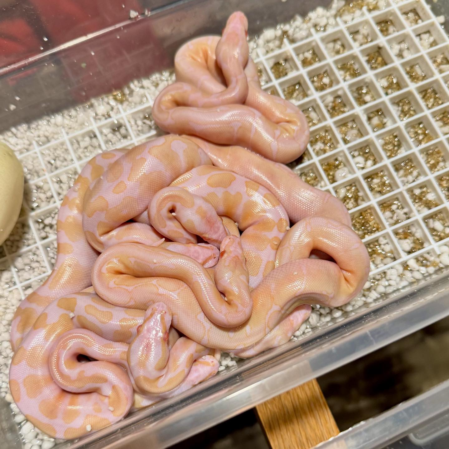 NJ Ball Pythons and other Critters