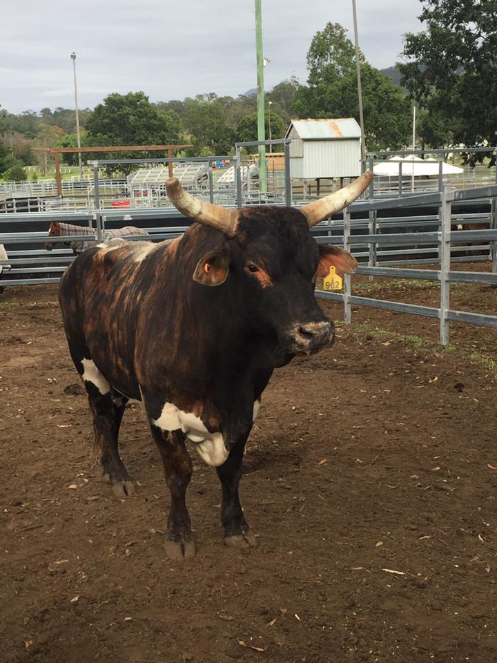 Rathy Rodeo | Rathdowney QLD