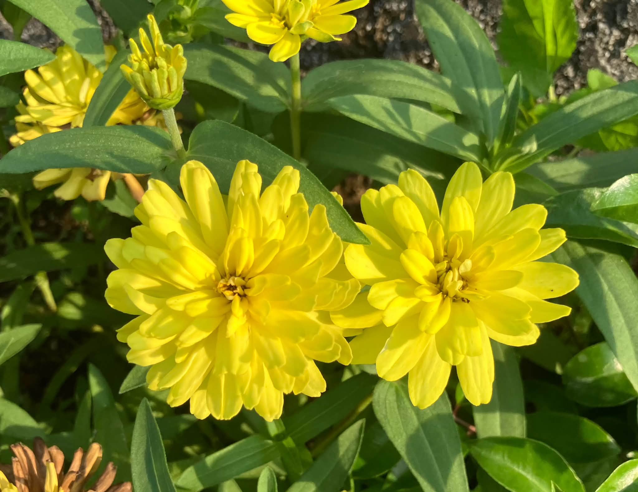 西洋オダマキ「キリガミ」が咲いています。今日黄色いチューリップの花