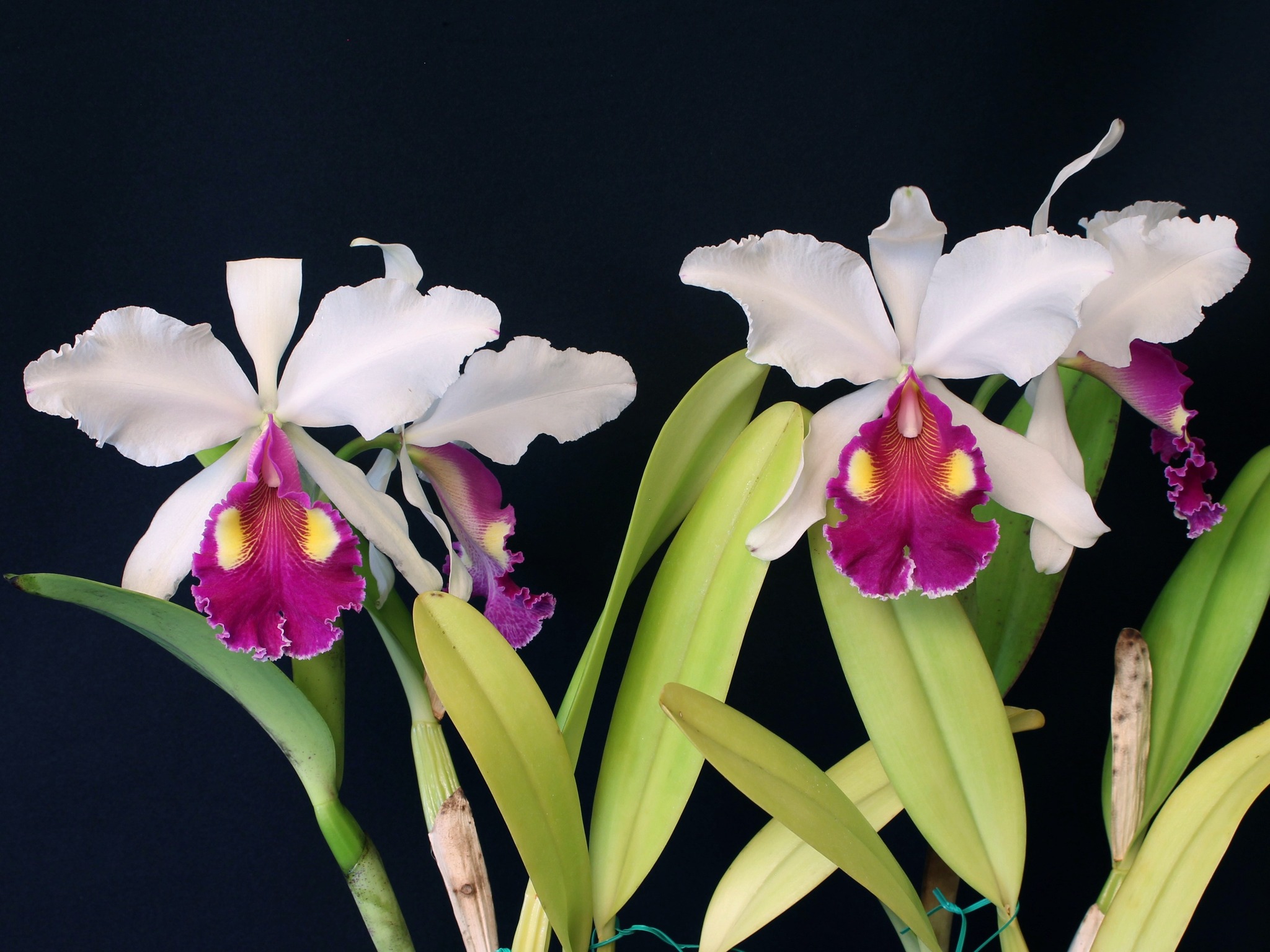 Cattleya hardyana orchid primary cross