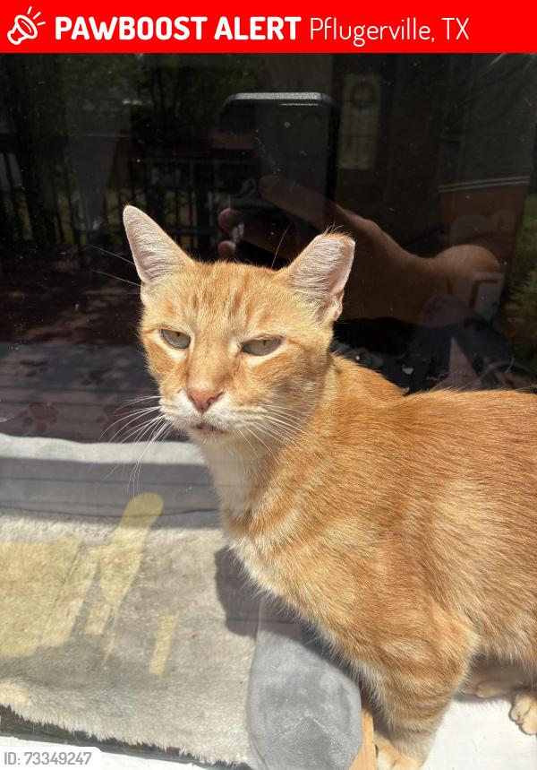 Lost orange tabby cat Thor in Pflugerville TX