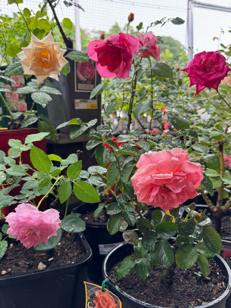 Mossman - LAST CHANCE 🌹 Our roses are blooming and it’s the perfect ...