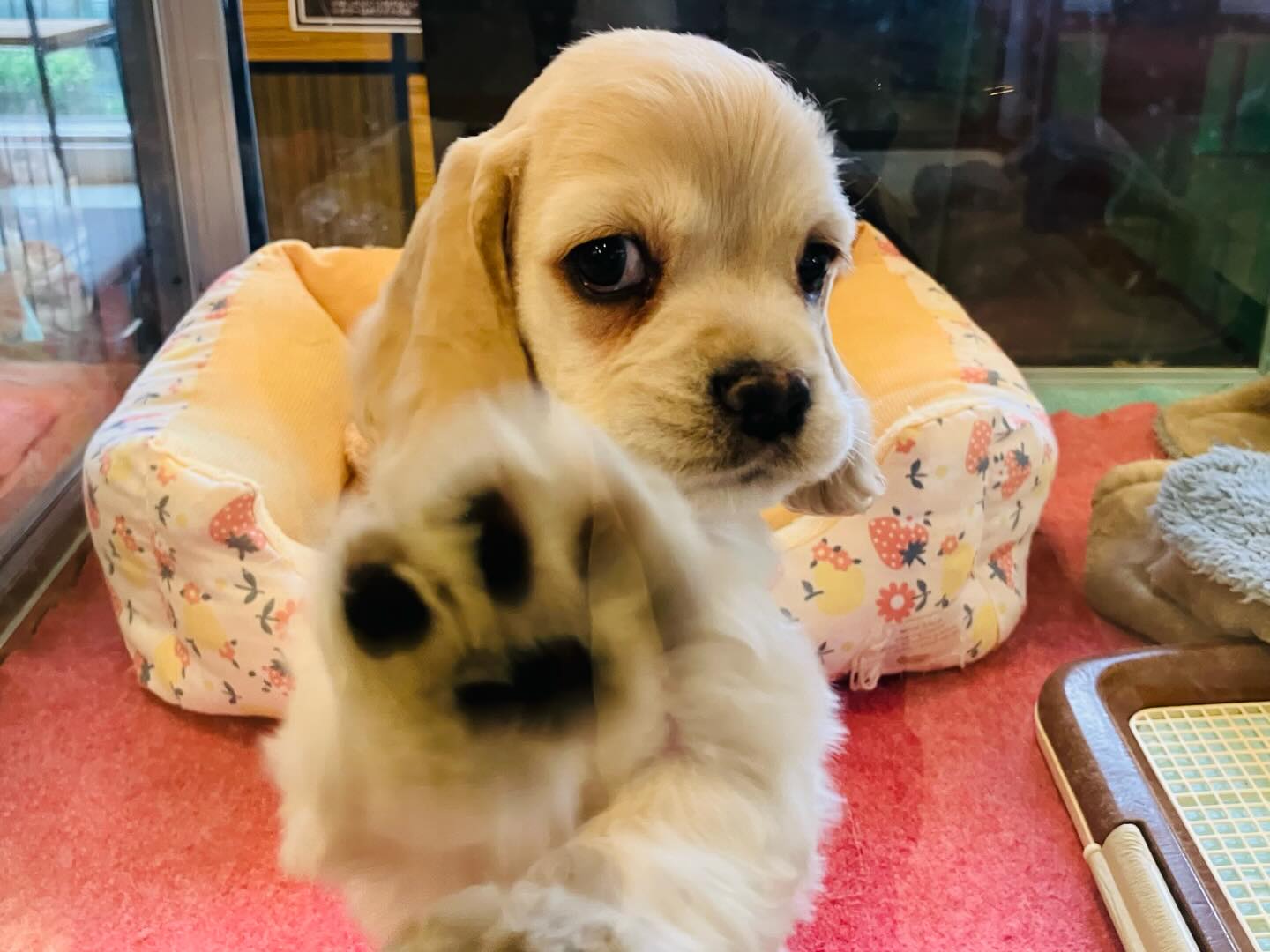 ⭐新入りさんのご紹介⭐ 🐶 アメリカン•コッカースパニエル 🎂 2026.1