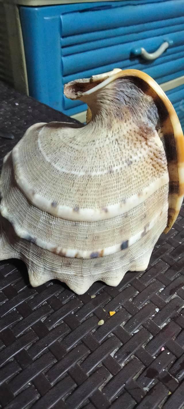Manggahan24 - Snails from aklan
