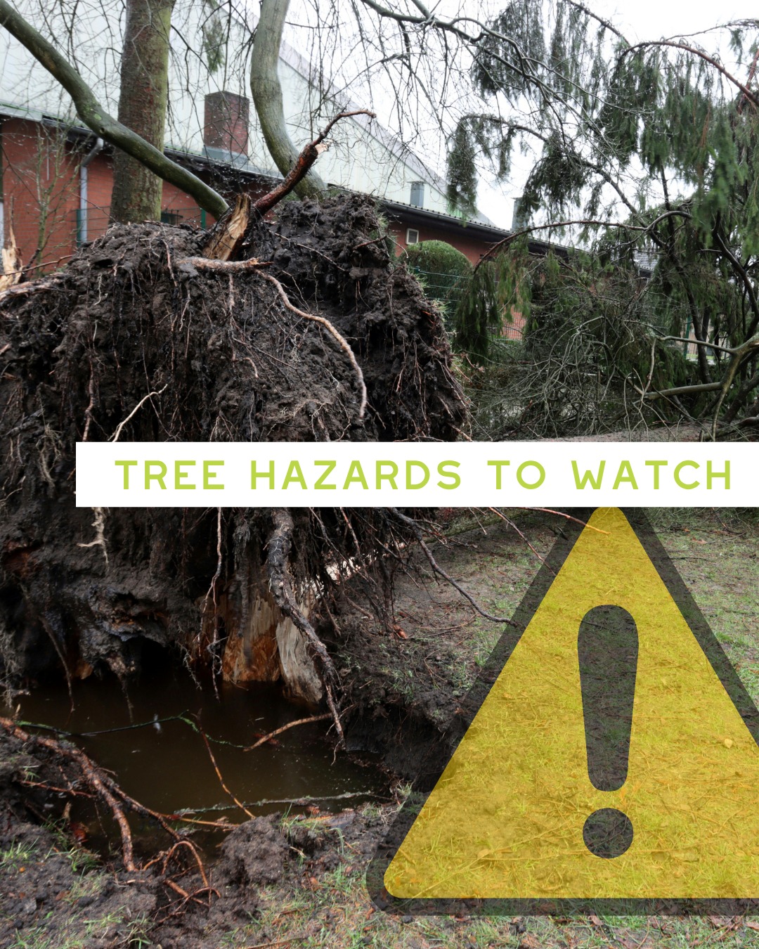 Evergreen - ⚠️ Tree Hazards to Watch For Not all tree dangers are ...