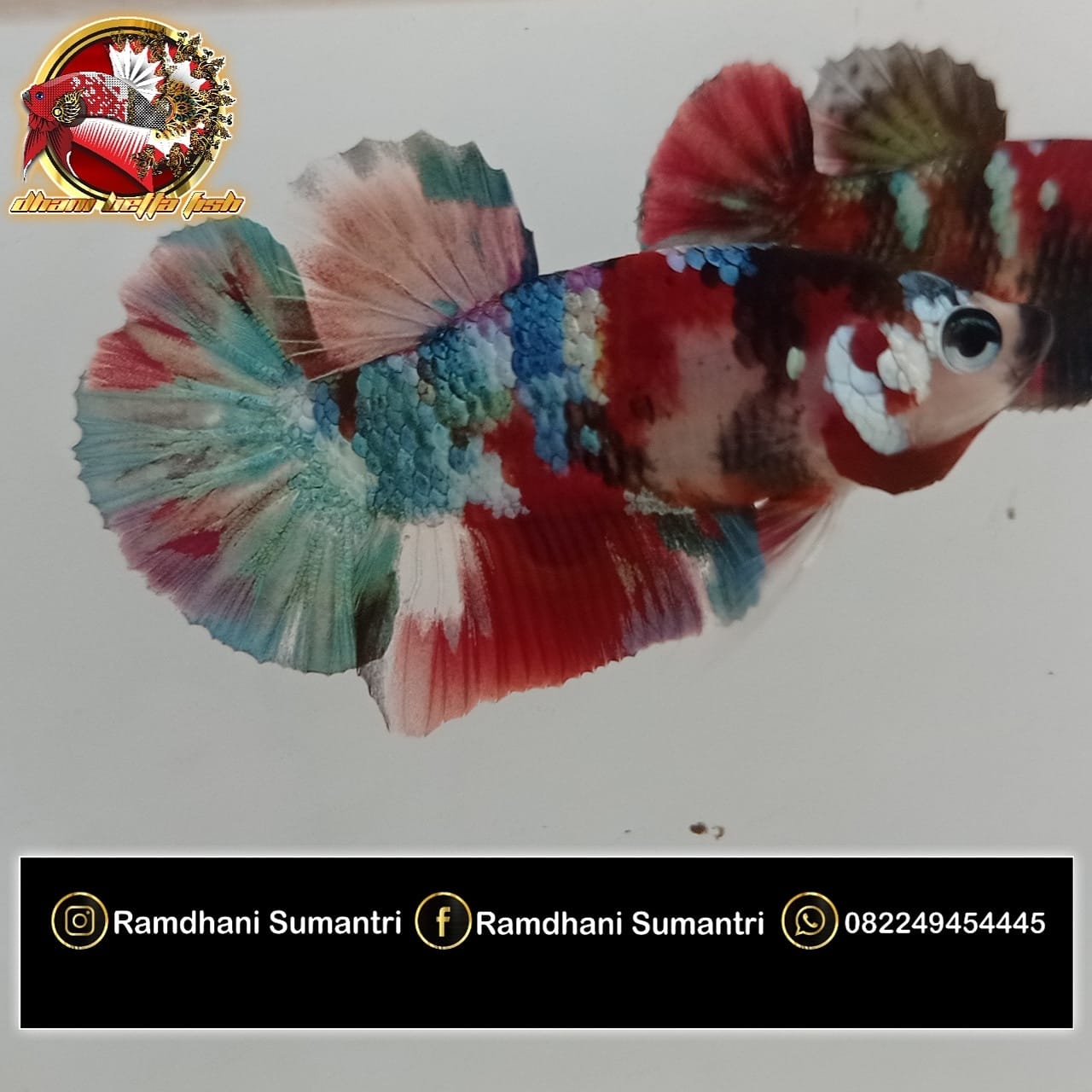Dhani Betta Fish | Cirebon