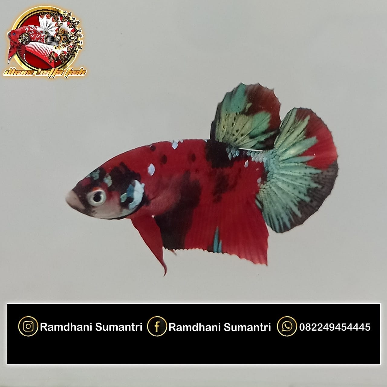 Dhani Betta Fish | Cirebon