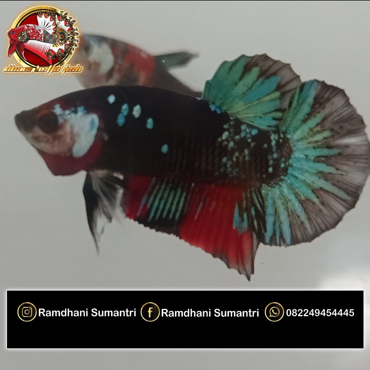 Dhani Betta Fish | Cirebon