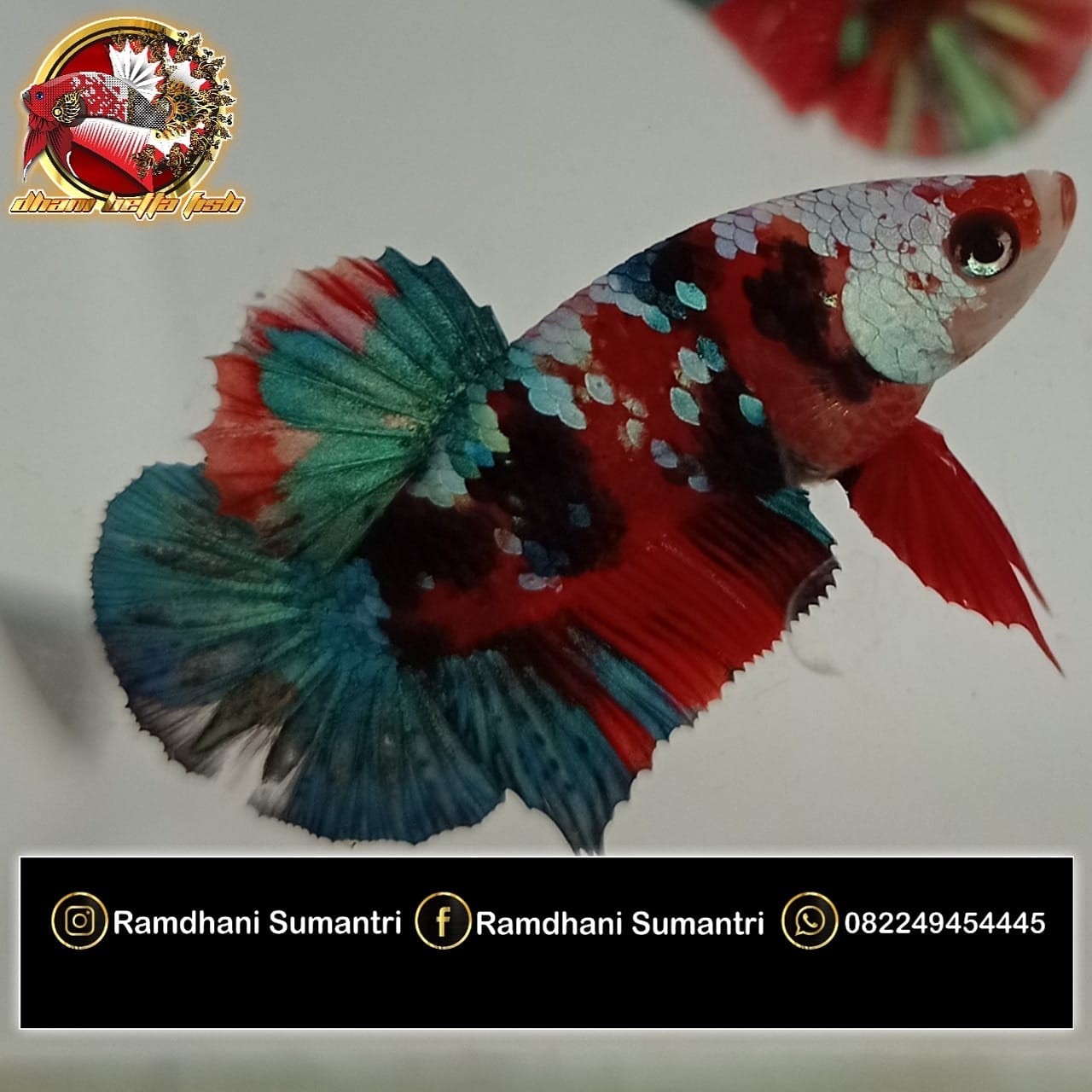 Dhani Betta Fish | Cirebon