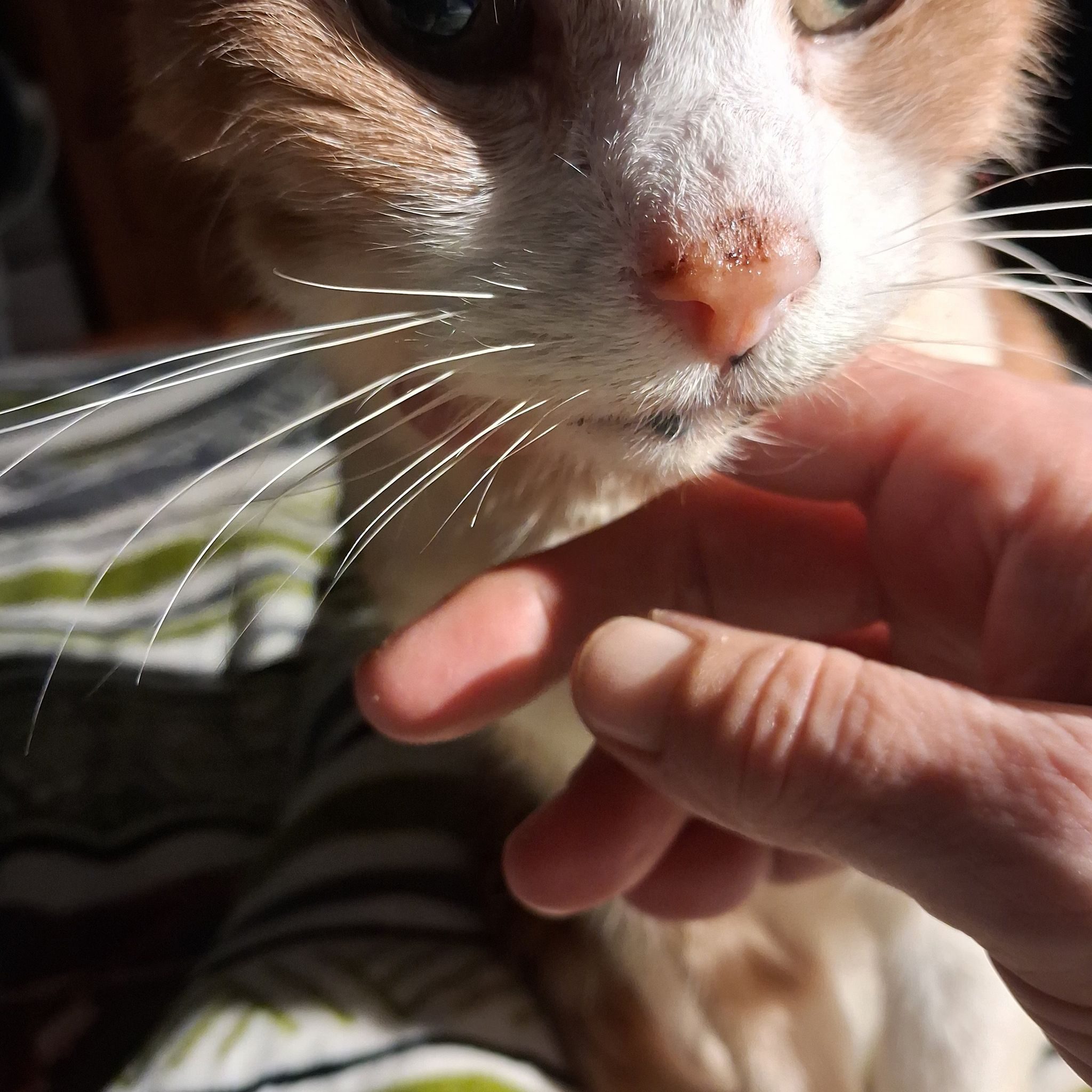 Straight for the cat food. | Sharon Stonier