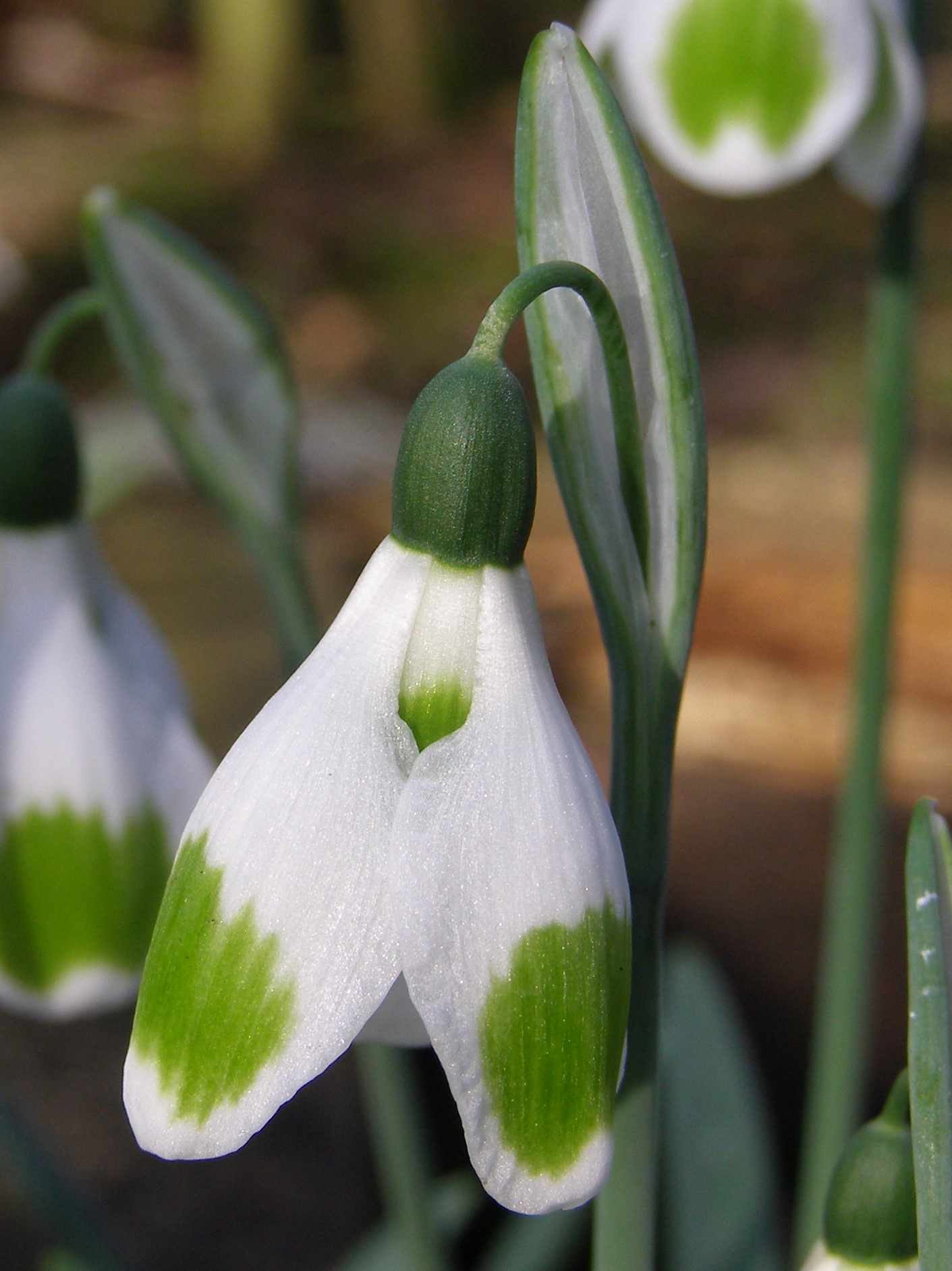 Monksilver - Galanthus ‘Pieces Of Eight’ An exceptional good green tip ...