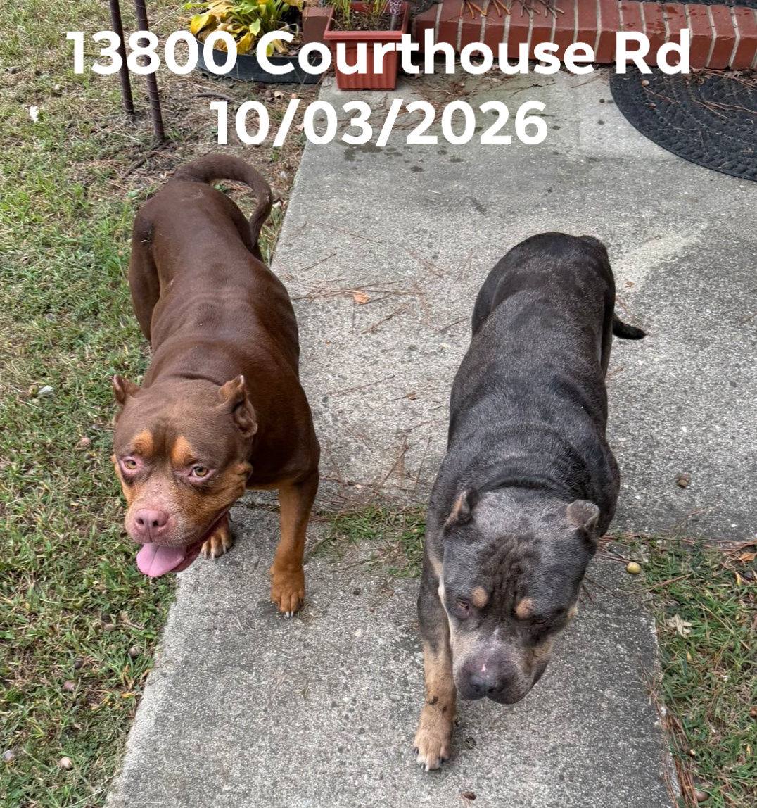 Stray dogs on hold at Dinwiddie County Animal Control