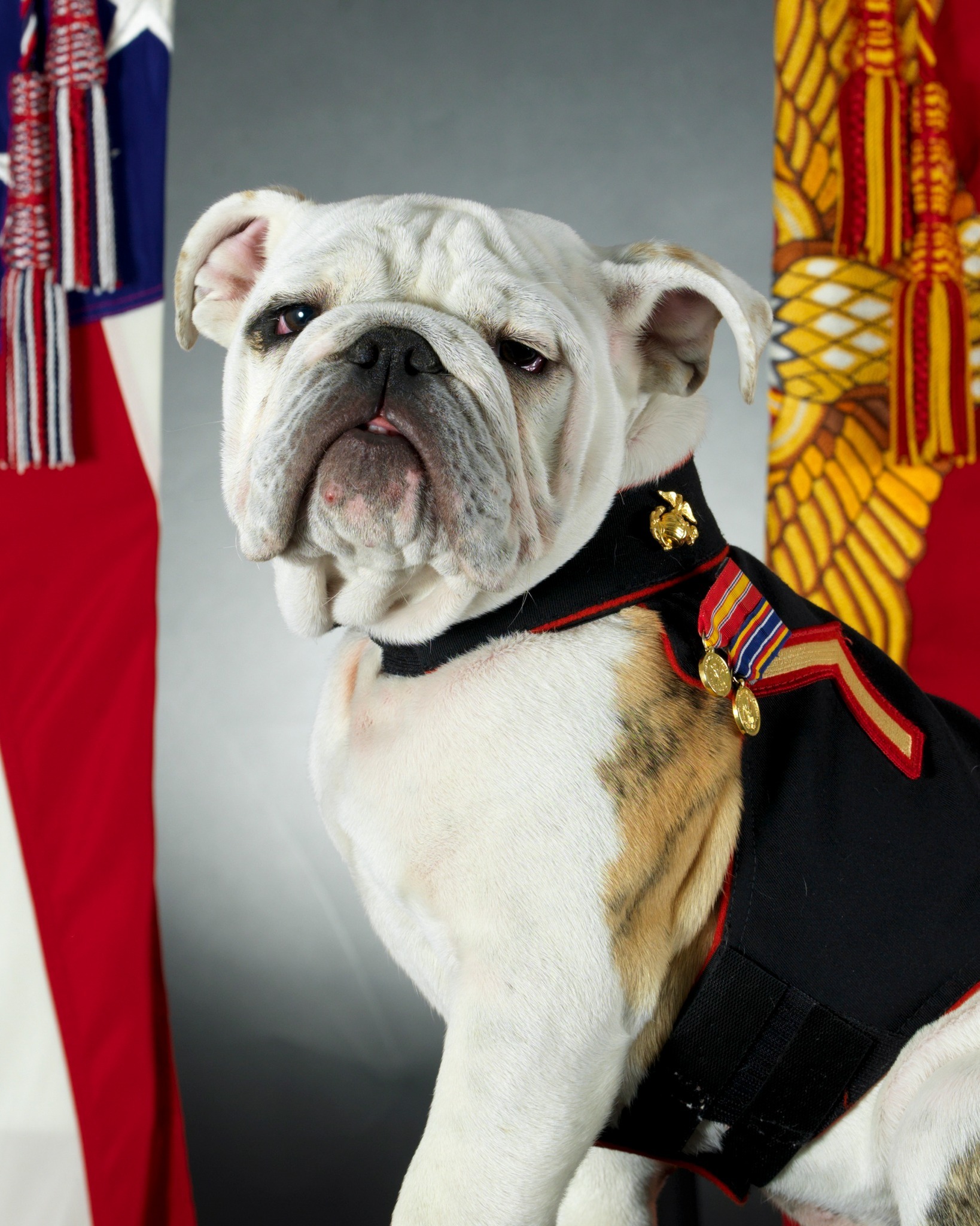 english bulldog dress blues At about this time in 1927, the United States Marine Corps adopts a mascot: the bulldog. Did you ever wonder why Marines are sometimes called “Devil Dogs” and why their mascot Blue tri color