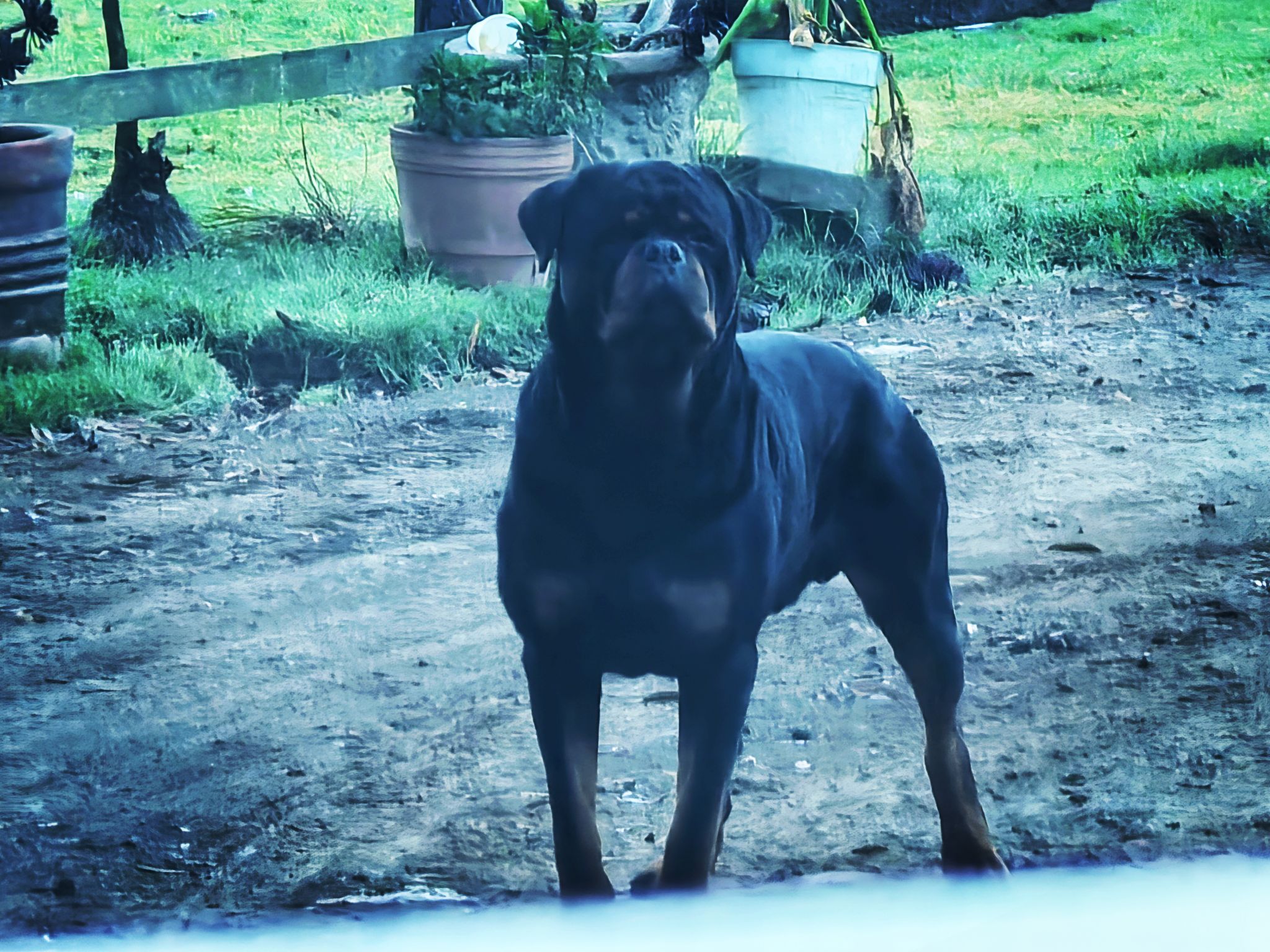 Rottweiler en todo Mexico 🇲🇽🇩🇪 | Buen día, por falta de espacio y ...